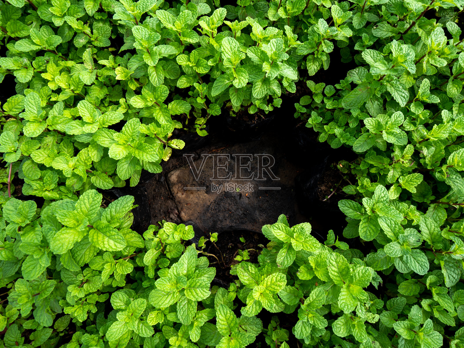 薄荷蔓延照片摄影图片