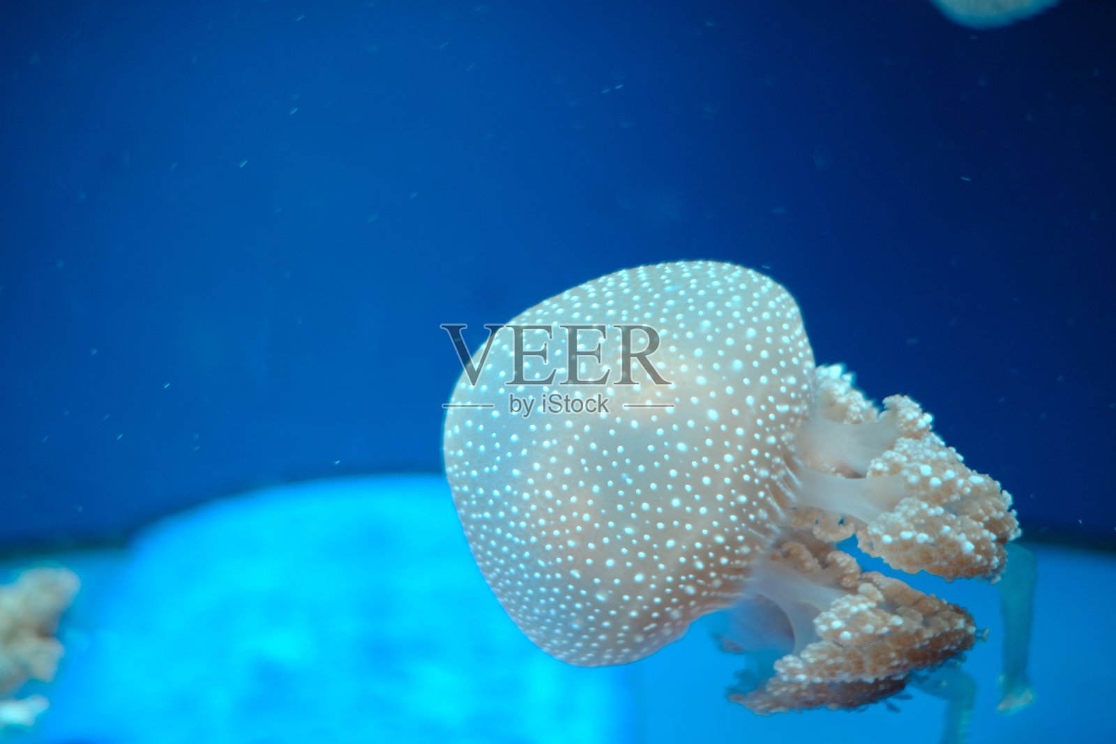 水母在大水箱里游泳照片摄影图片