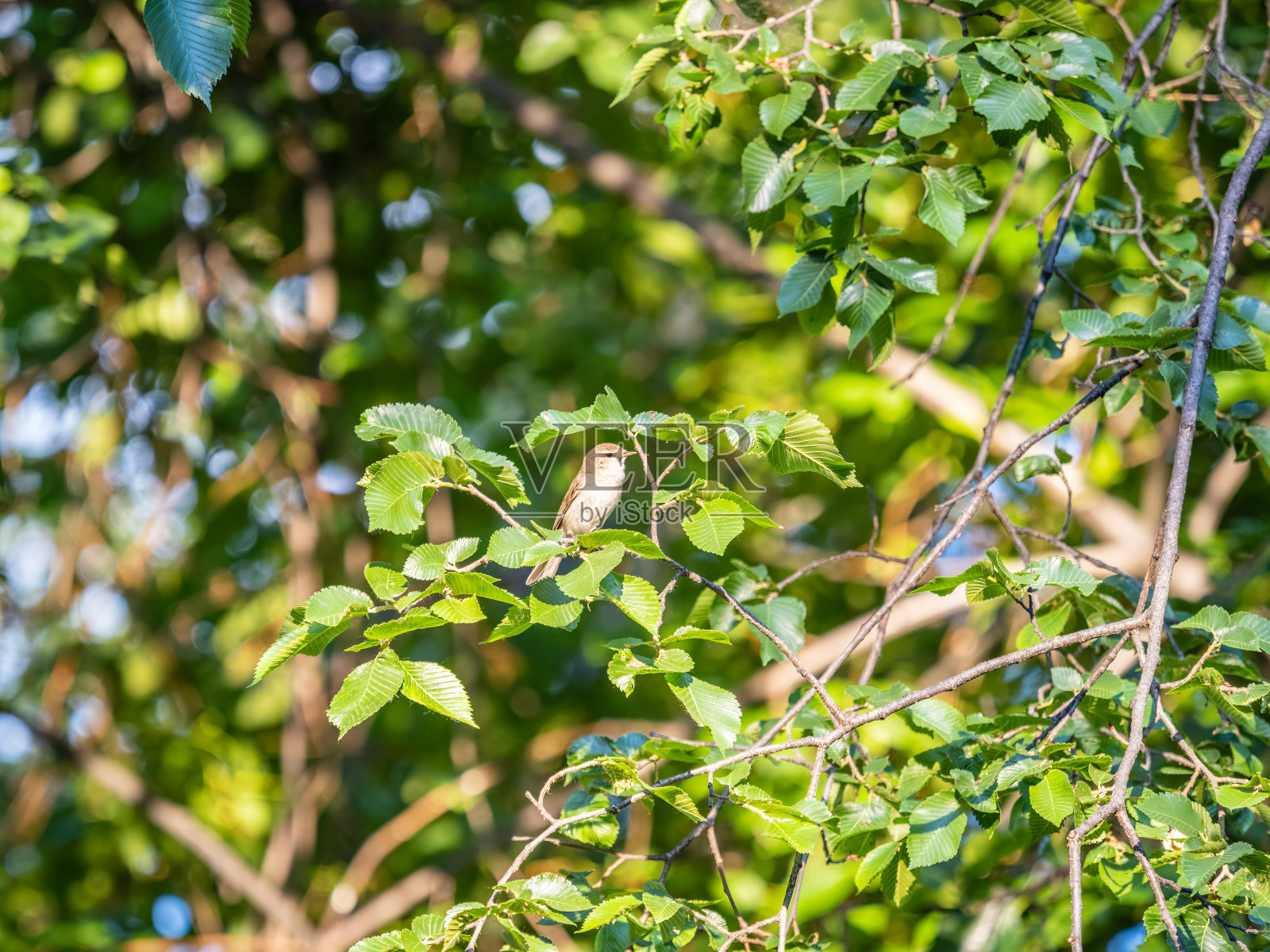 常见的棕柳莺,lat。毛竹，春天栖息在灌木树枝上寻找食物照片摄影图片