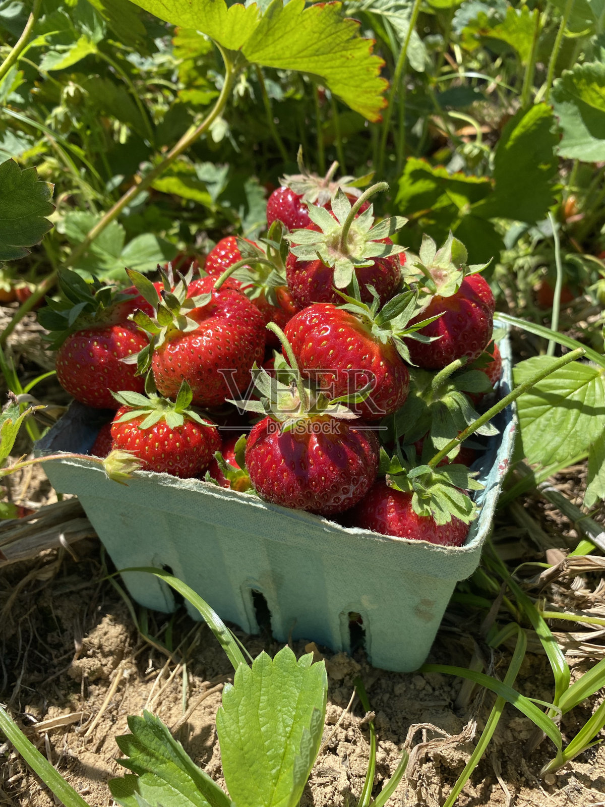 在当地农场采摘新鲜草莓照片摄影图片