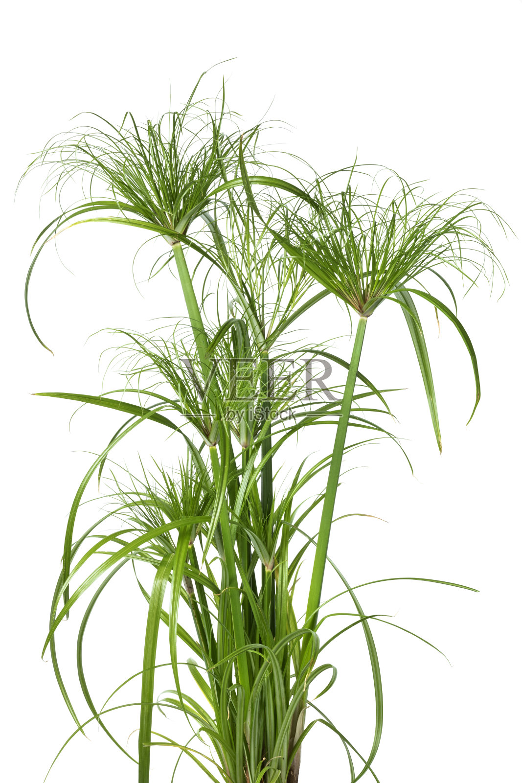 莎草纸莎草在白色背景上的特写照片摄影图片