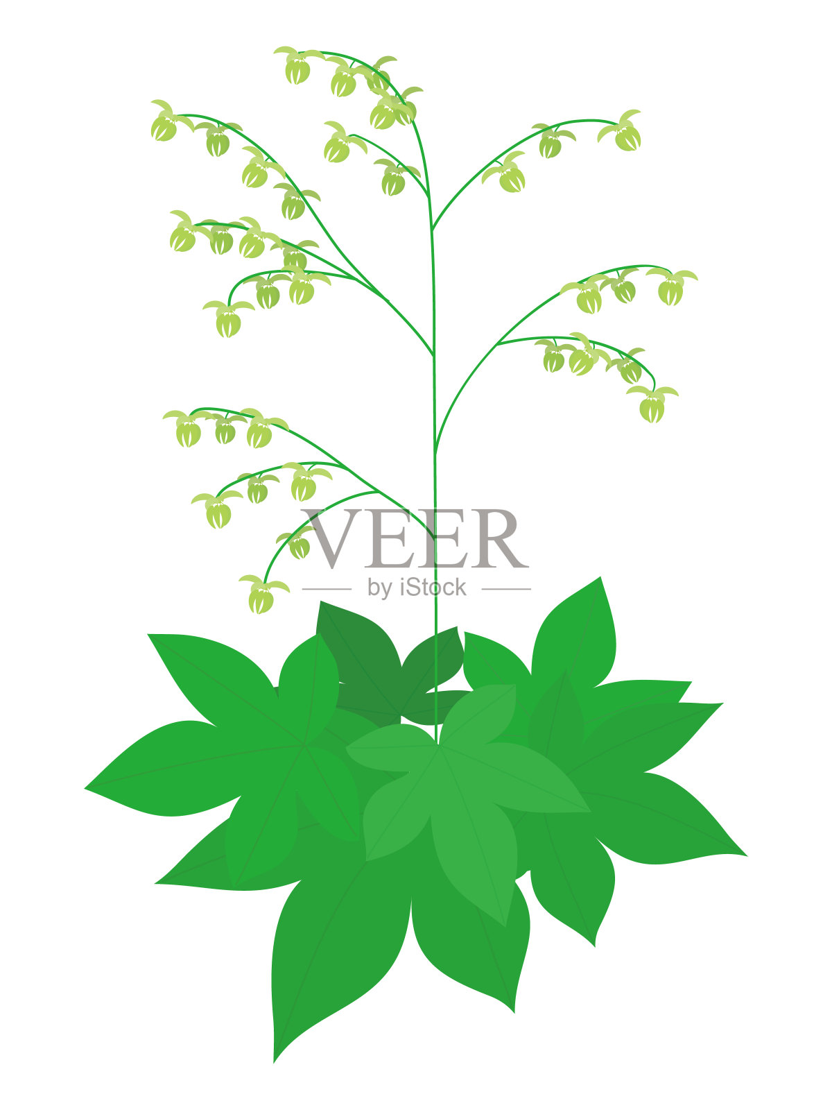 葎草:花粉传粉者致敏植物插图。设计元素图片