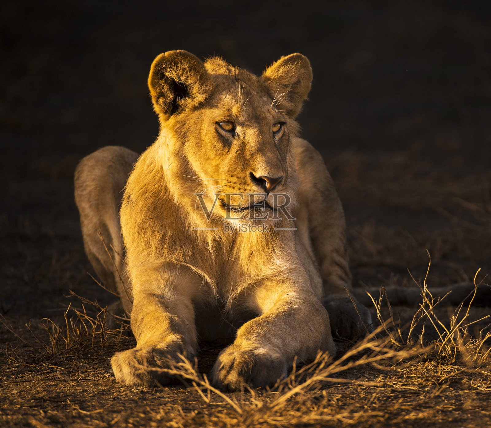 坦桑尼亚恩戈罗恩戈罗火山口美丽的野生动物图片照片摄影图片
