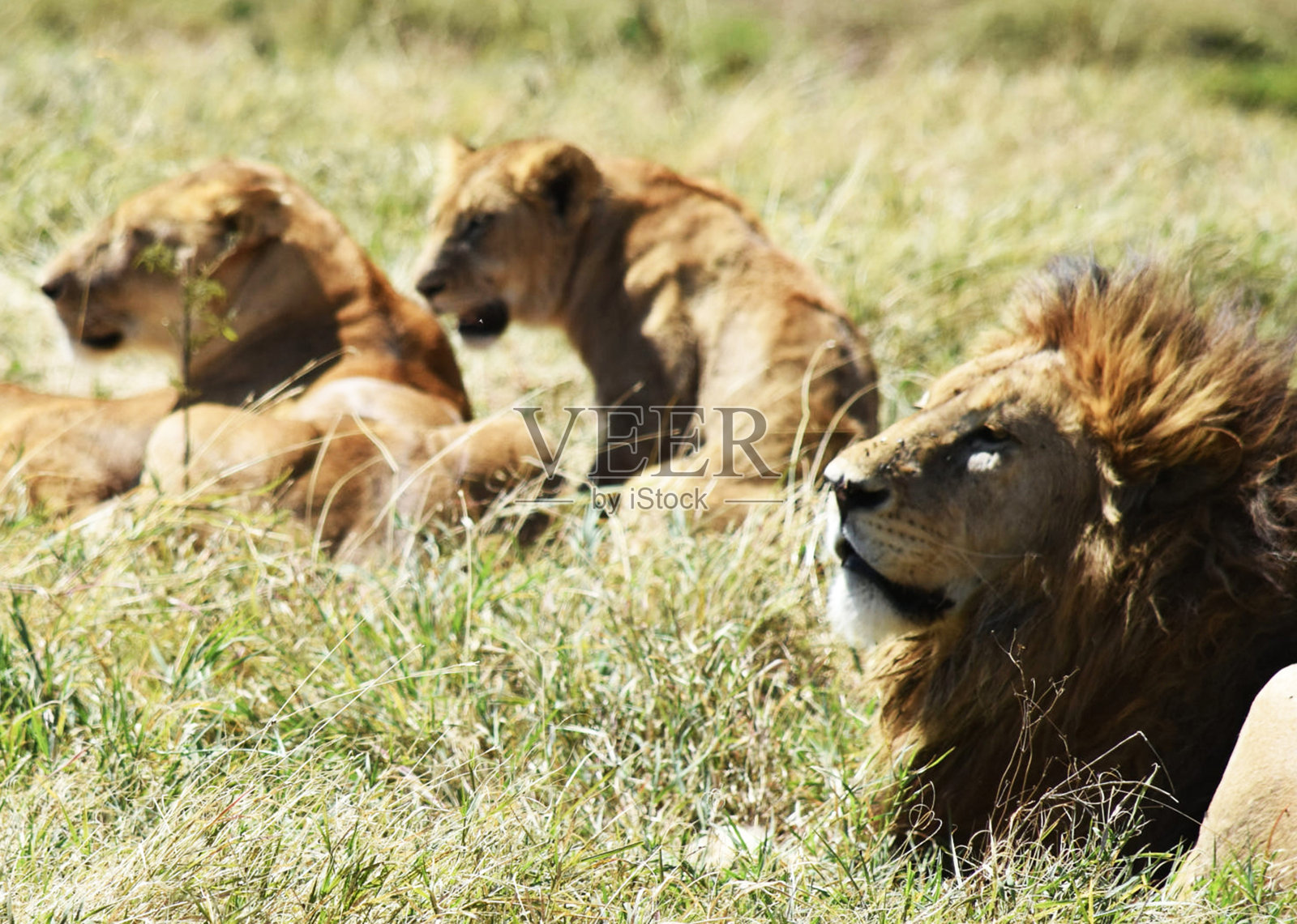坦桑尼亚恩戈罗恩戈罗火山口美丽的野生动物保护区照片摄影图片