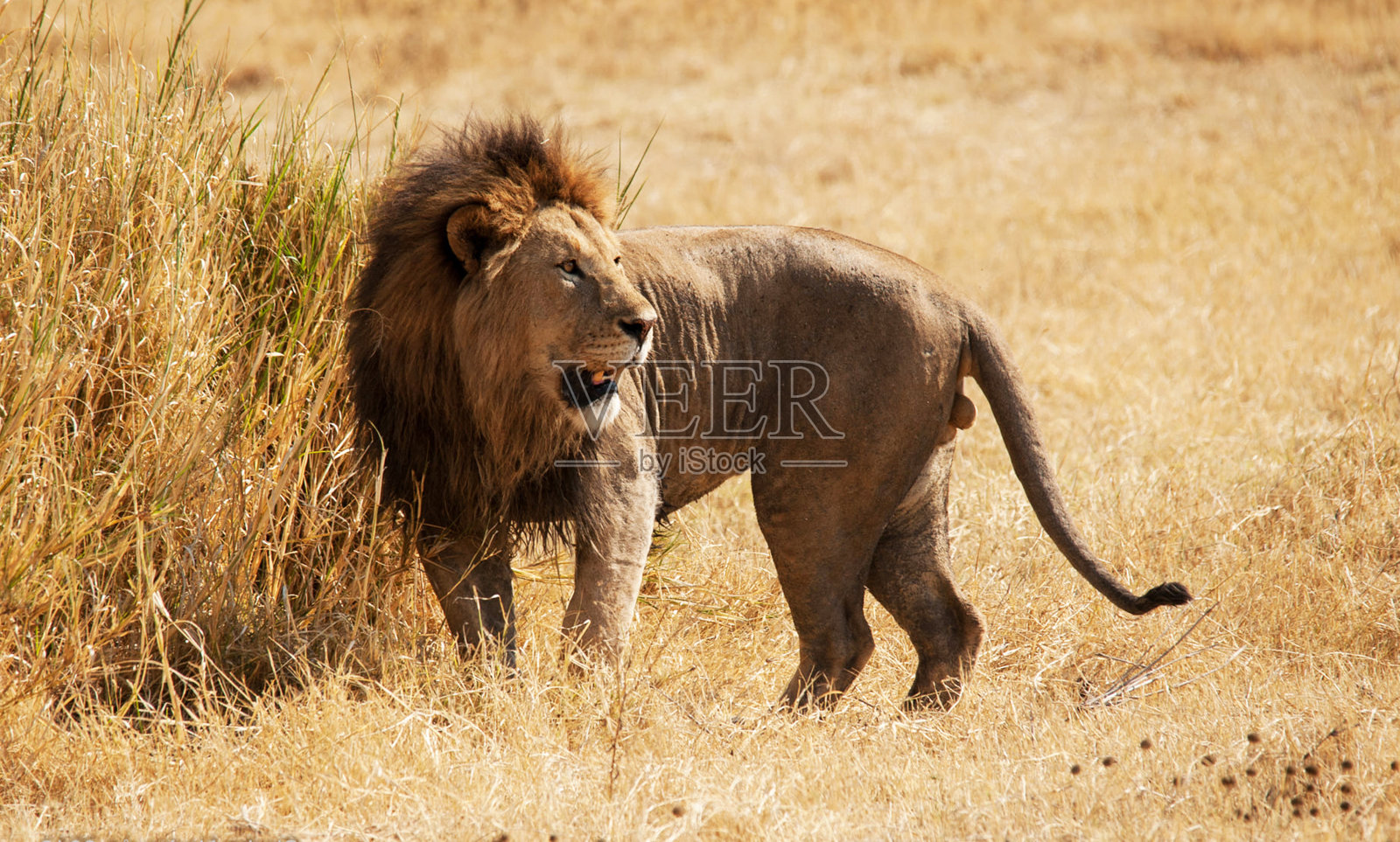 坦桑尼亚恩戈罗恩戈罗火山口美丽的野生动物保护区照片摄影图片