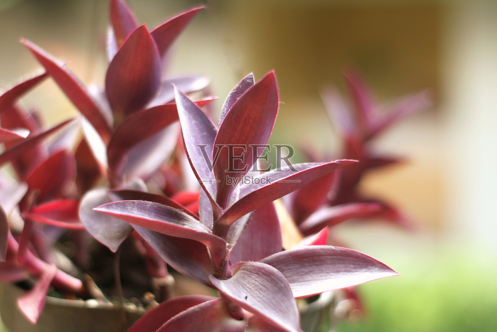 观赏植物照片摄影图片