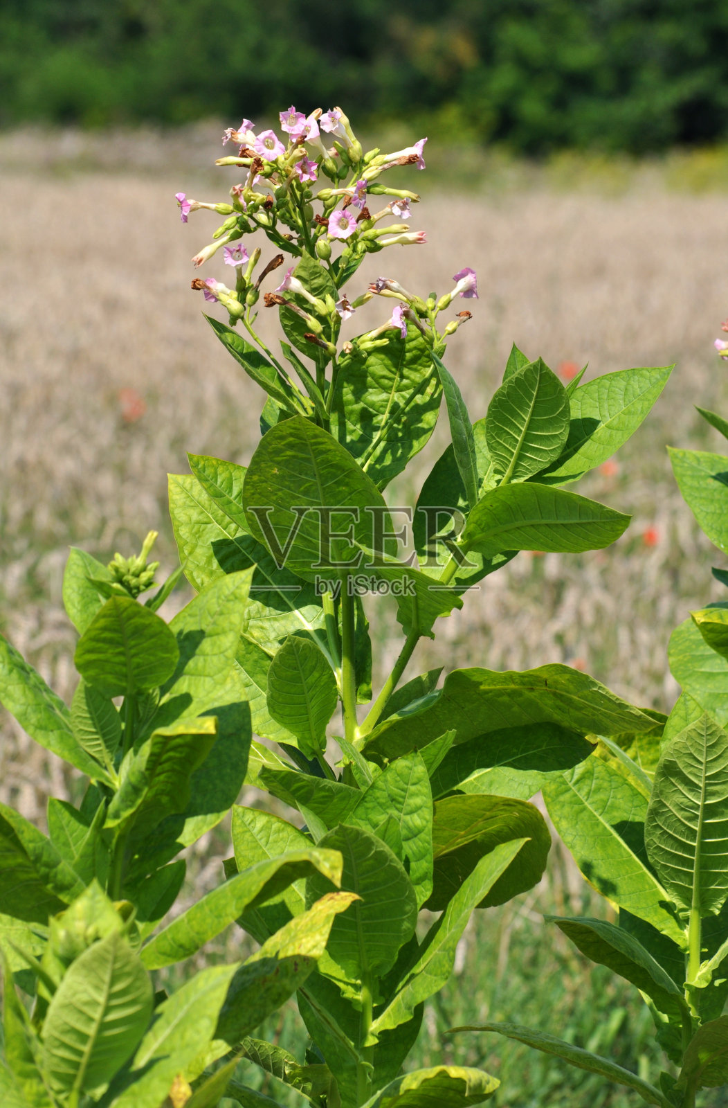 烟草的叶和茎照片摄影图片