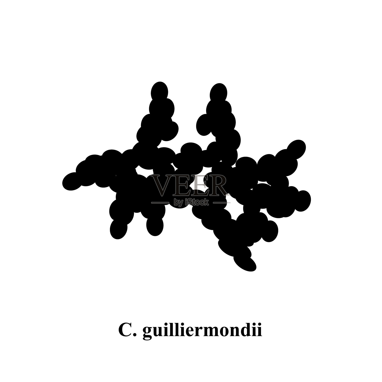 guilliermondii念珠菌病原样酵母插画图片素材