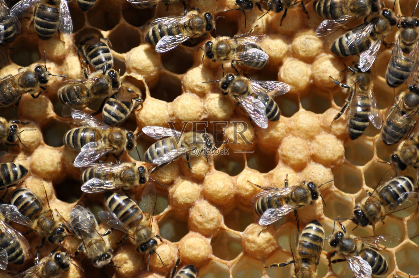 带有昆虫的蜂巢框架照片摄影图片