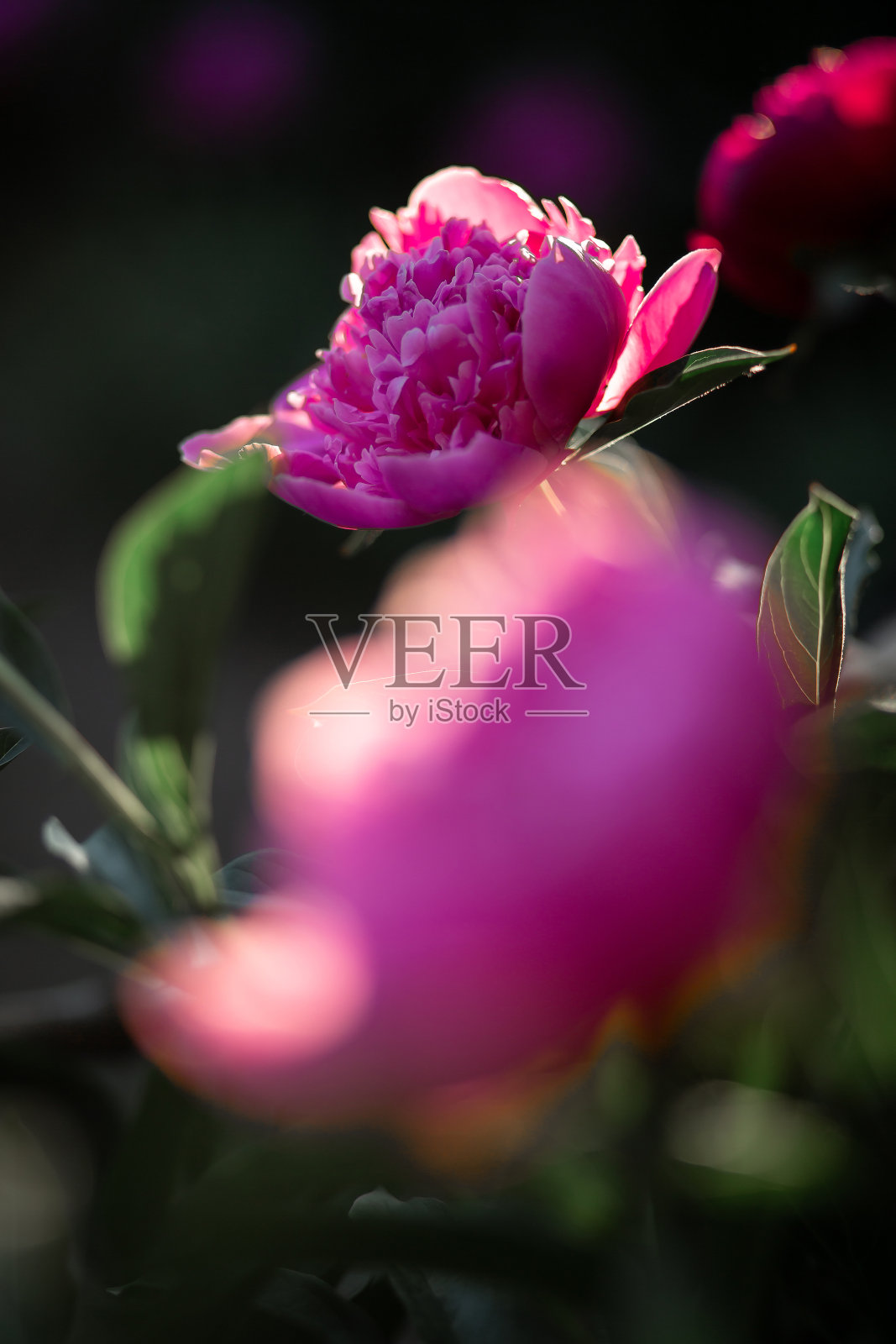 粉色牡丹花朵。模糊的背景。宏。花园,花园花卉栽培照片摄影图片