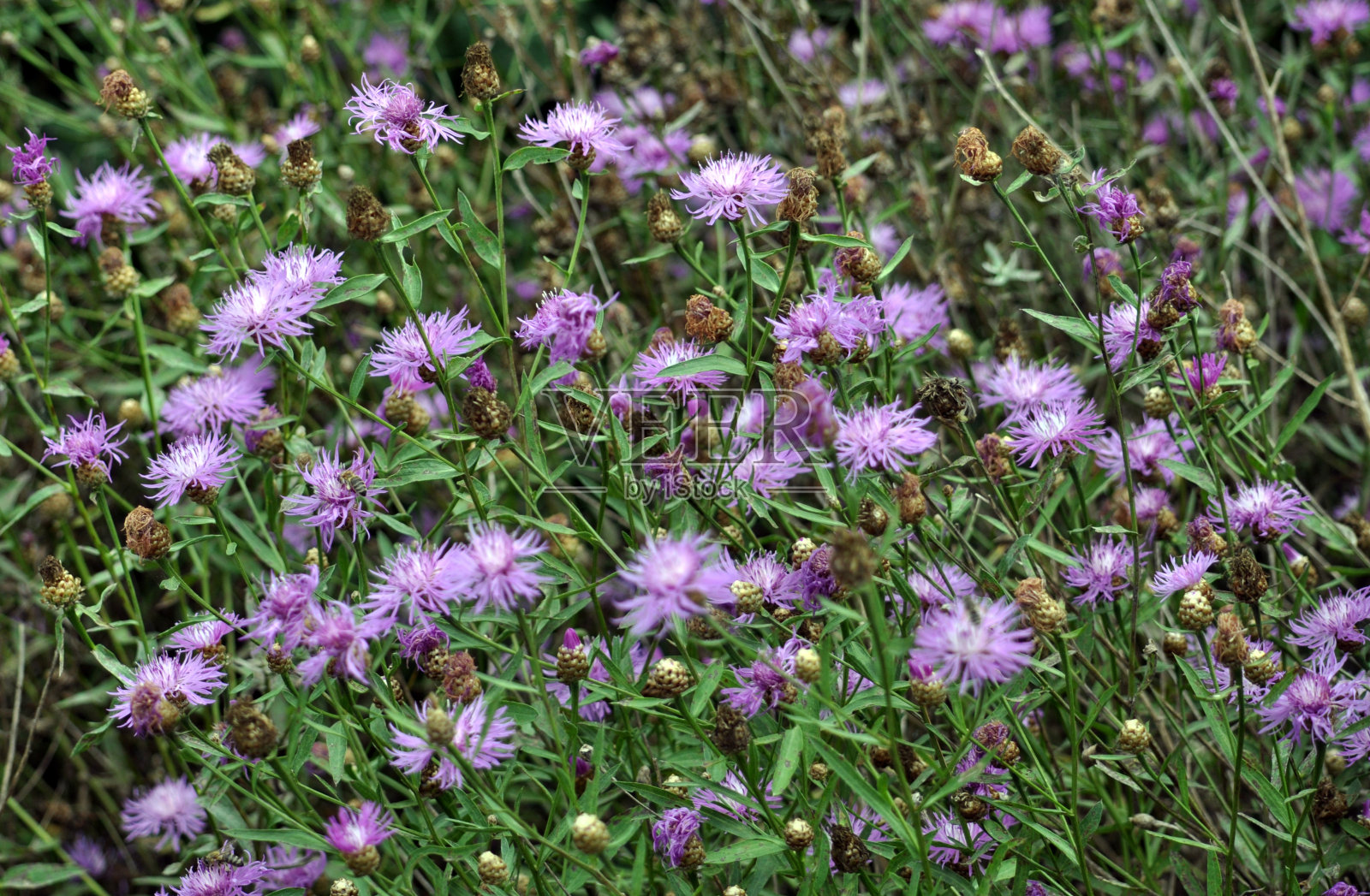 盛开矢车菊与紫色形象的花朵照片摄影图片