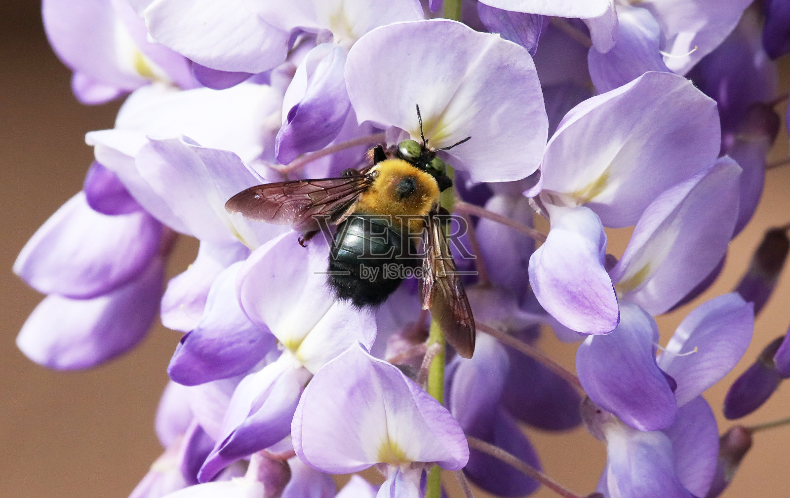 紫藤欢迎照片摄影图片