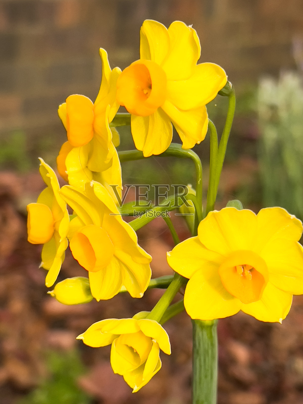 黄色野水仙特写镜头照片摄影图片