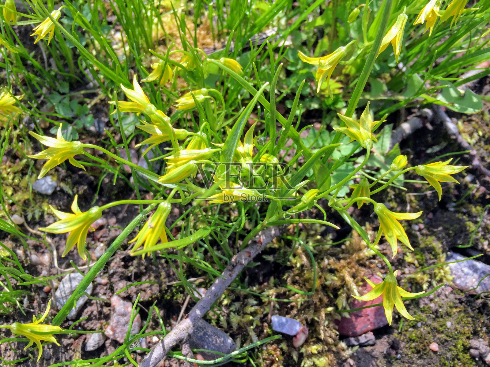 明媚的春花在阳光明媚的日子里照片摄影图片