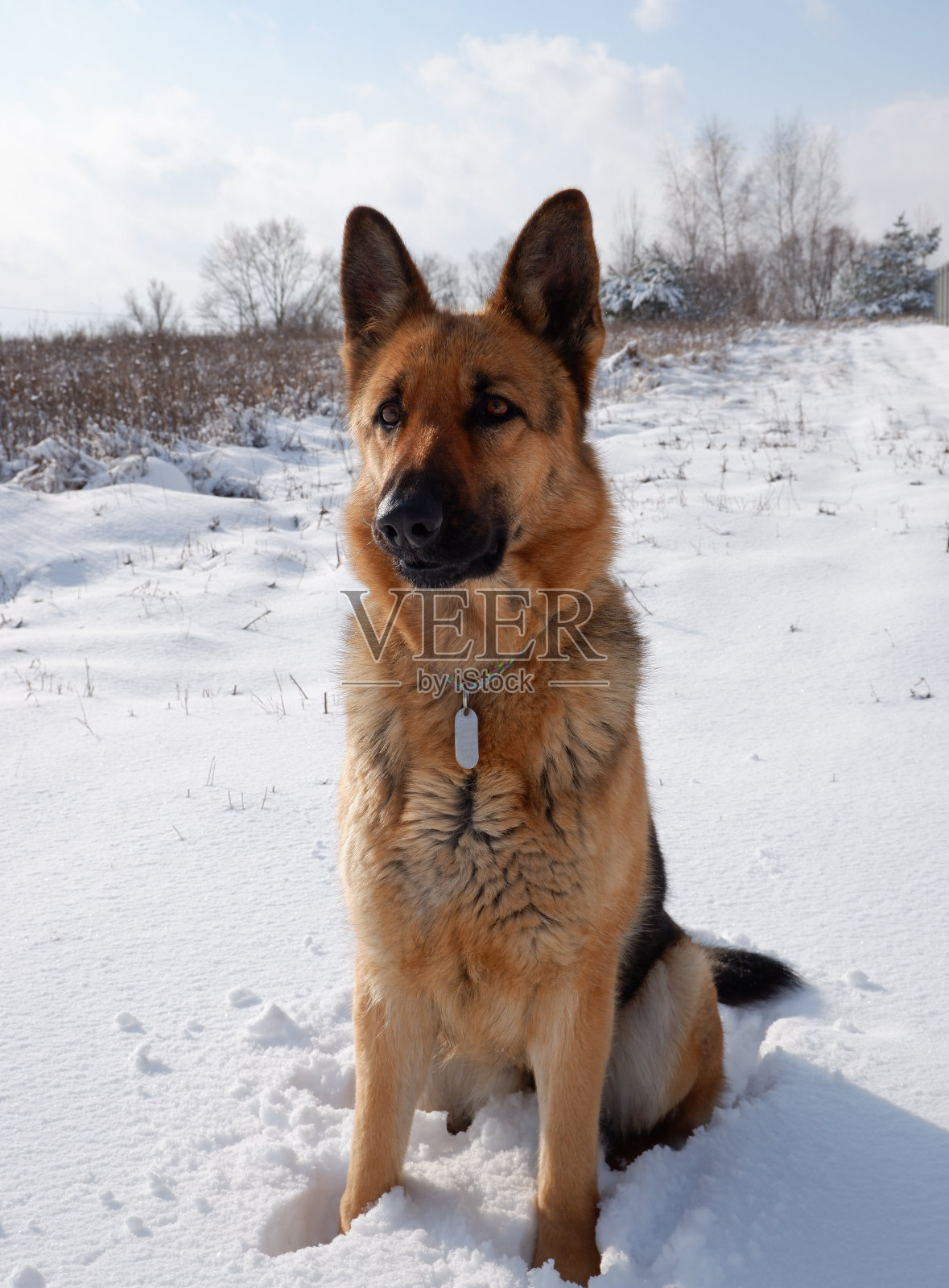 冬日阳光明媚，一只德国牧羊犬坐在雪地上。照片摄影图片