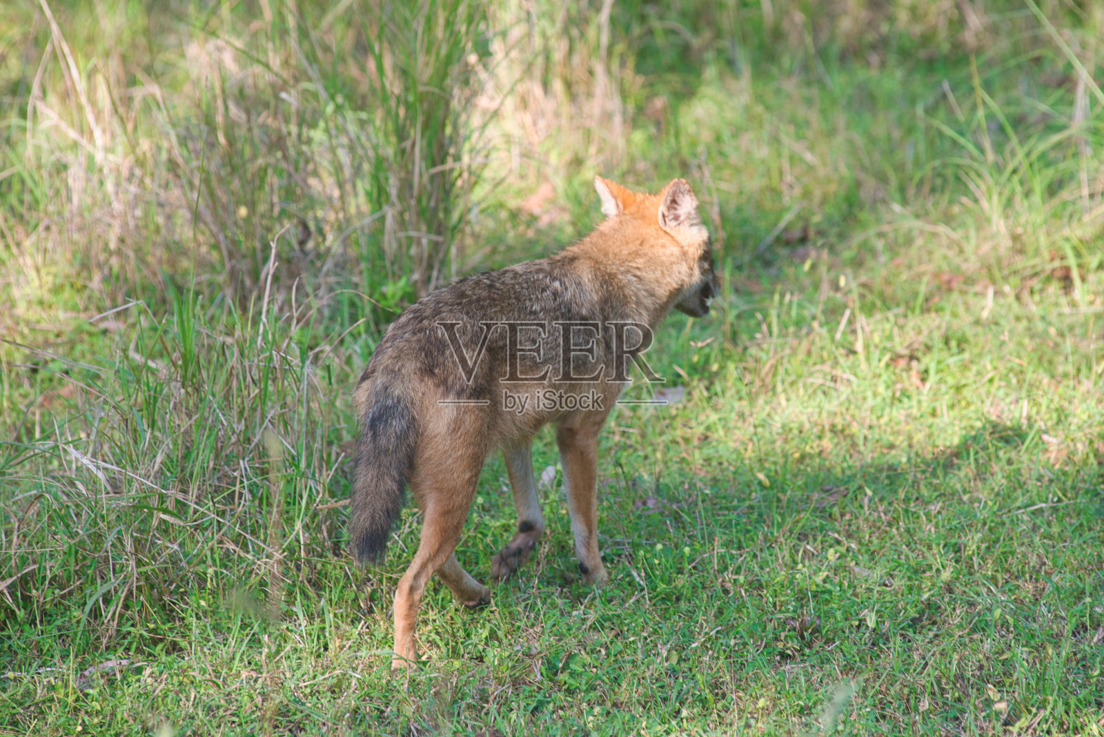 印度国家公园里的金豺照片摄影图片