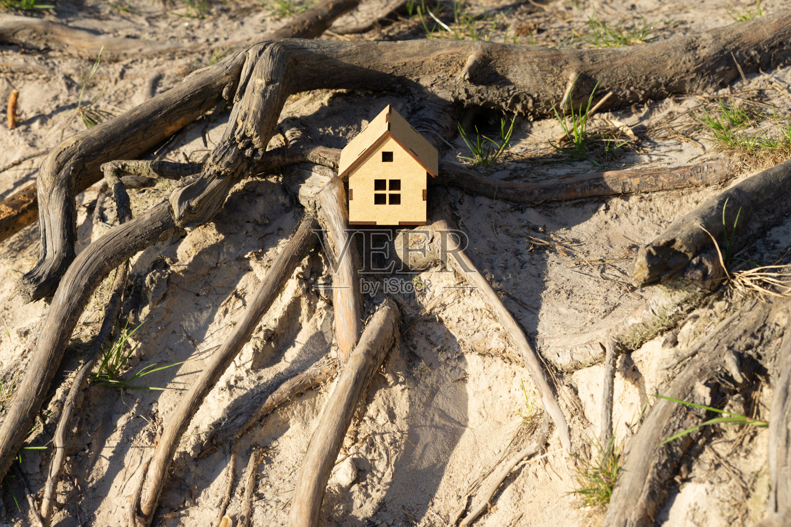 创意家谱概念照片摄影图片