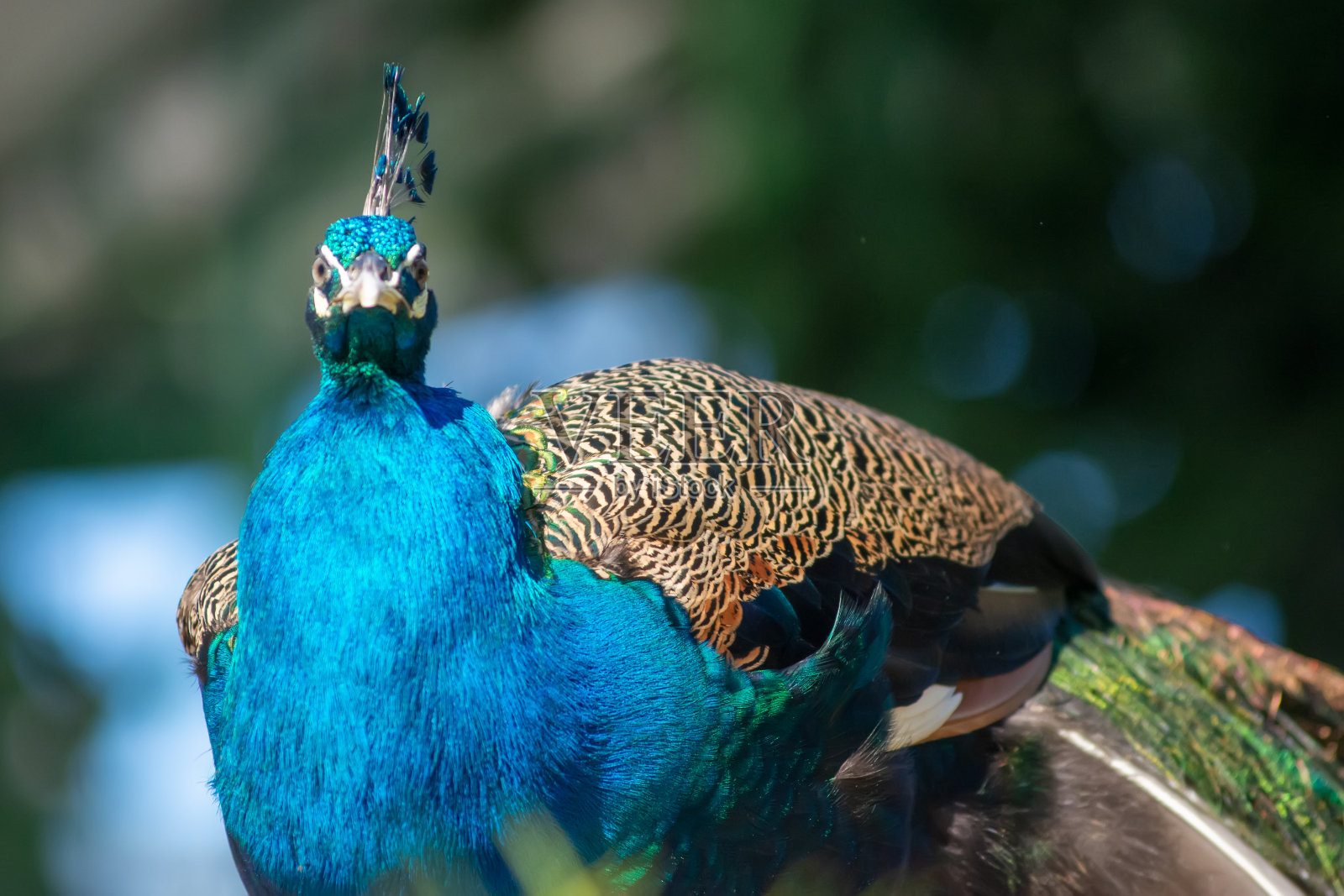 印度孔雀(phasianidae, pavo cristatus)照片摄影图片