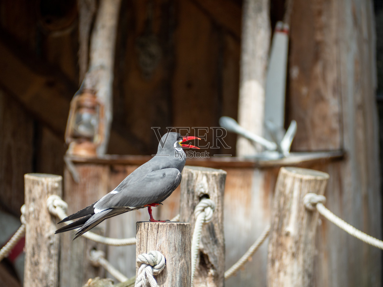 印加Tern, Larosterna印加，靠近水边。鸟在水边。照片摄影图片