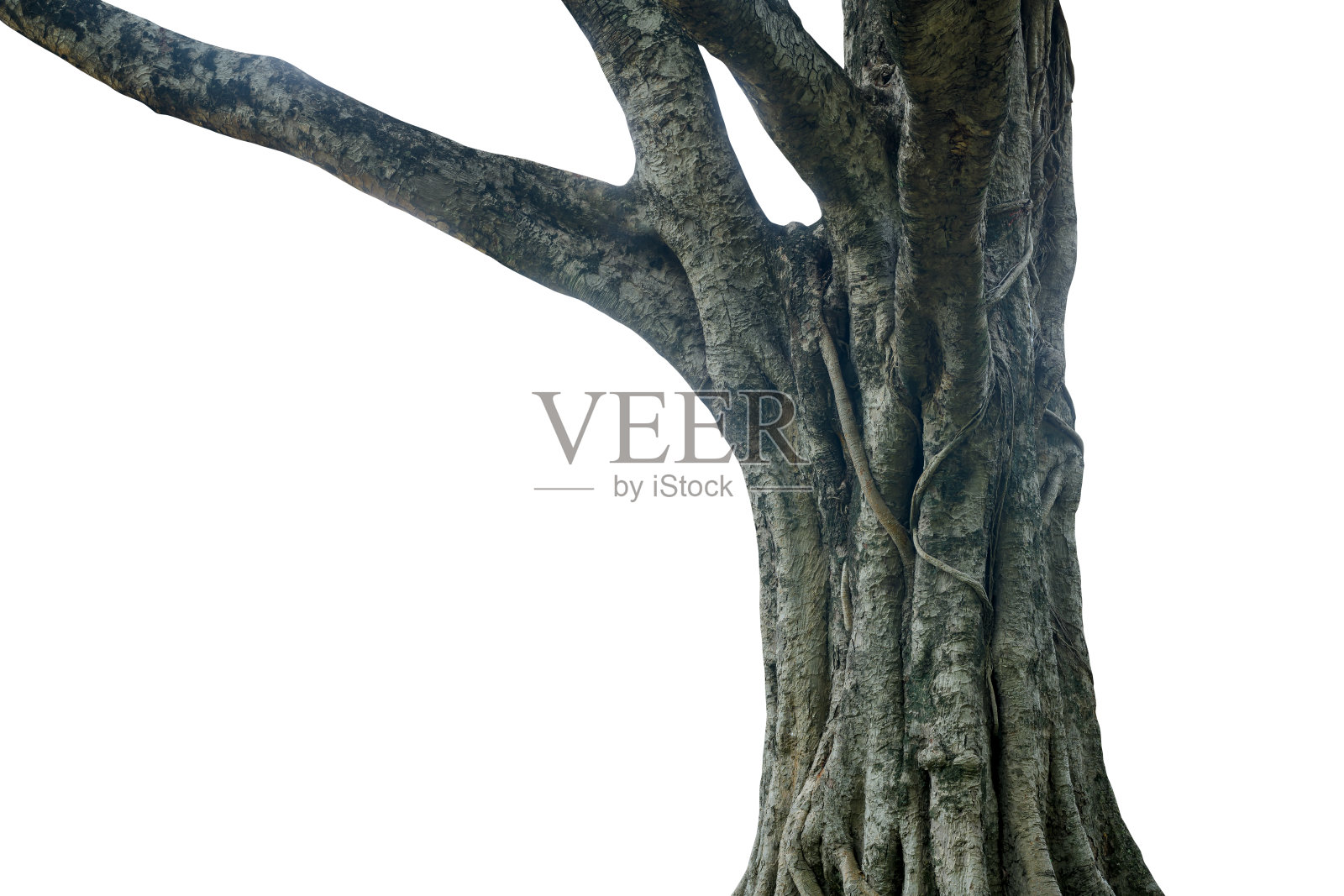 树干孤立在白色背景。它有剪切路径。照片摄影图片