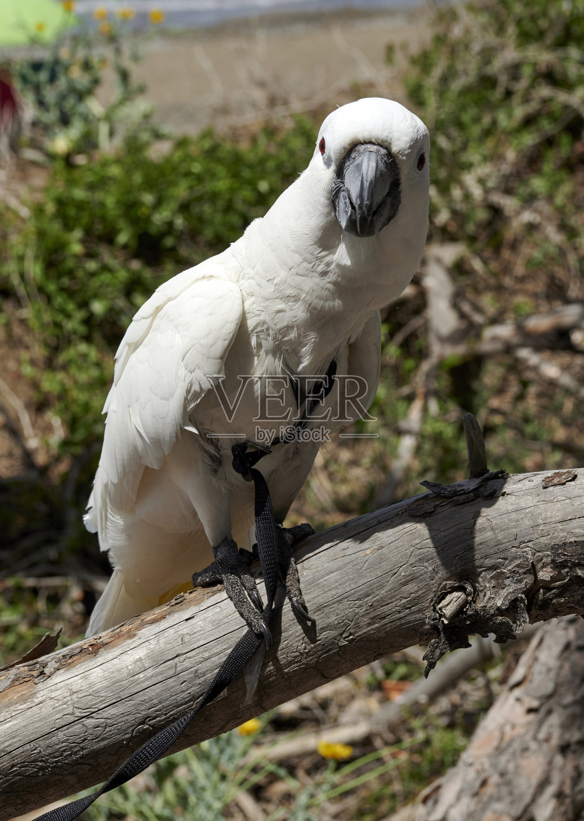 凤头鹦鹉照片摄影图片