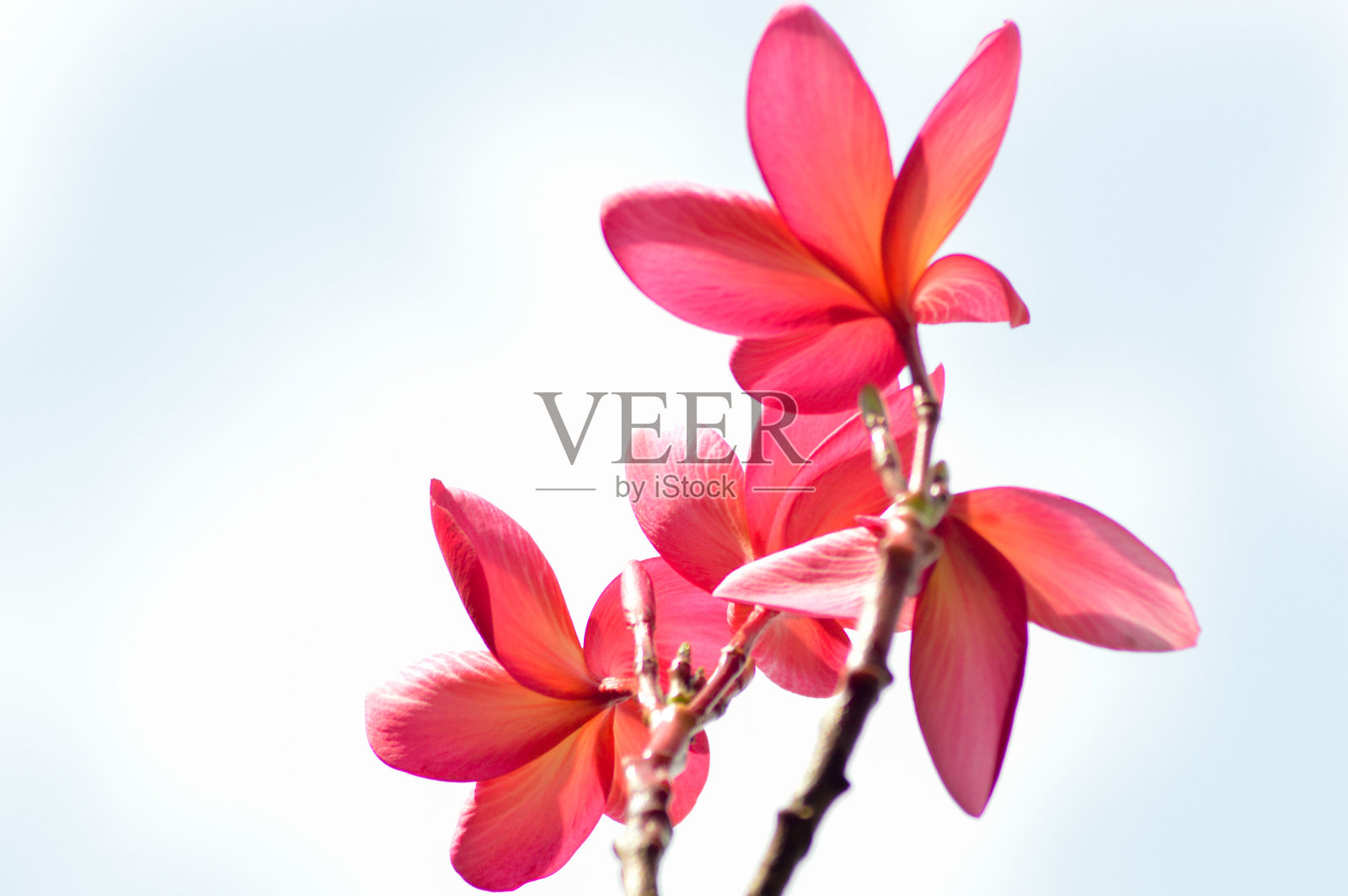 低角度观看红色和黄色新鲜盛开的鸡蛋花或鸡蛋花在白色背景照片摄影图片