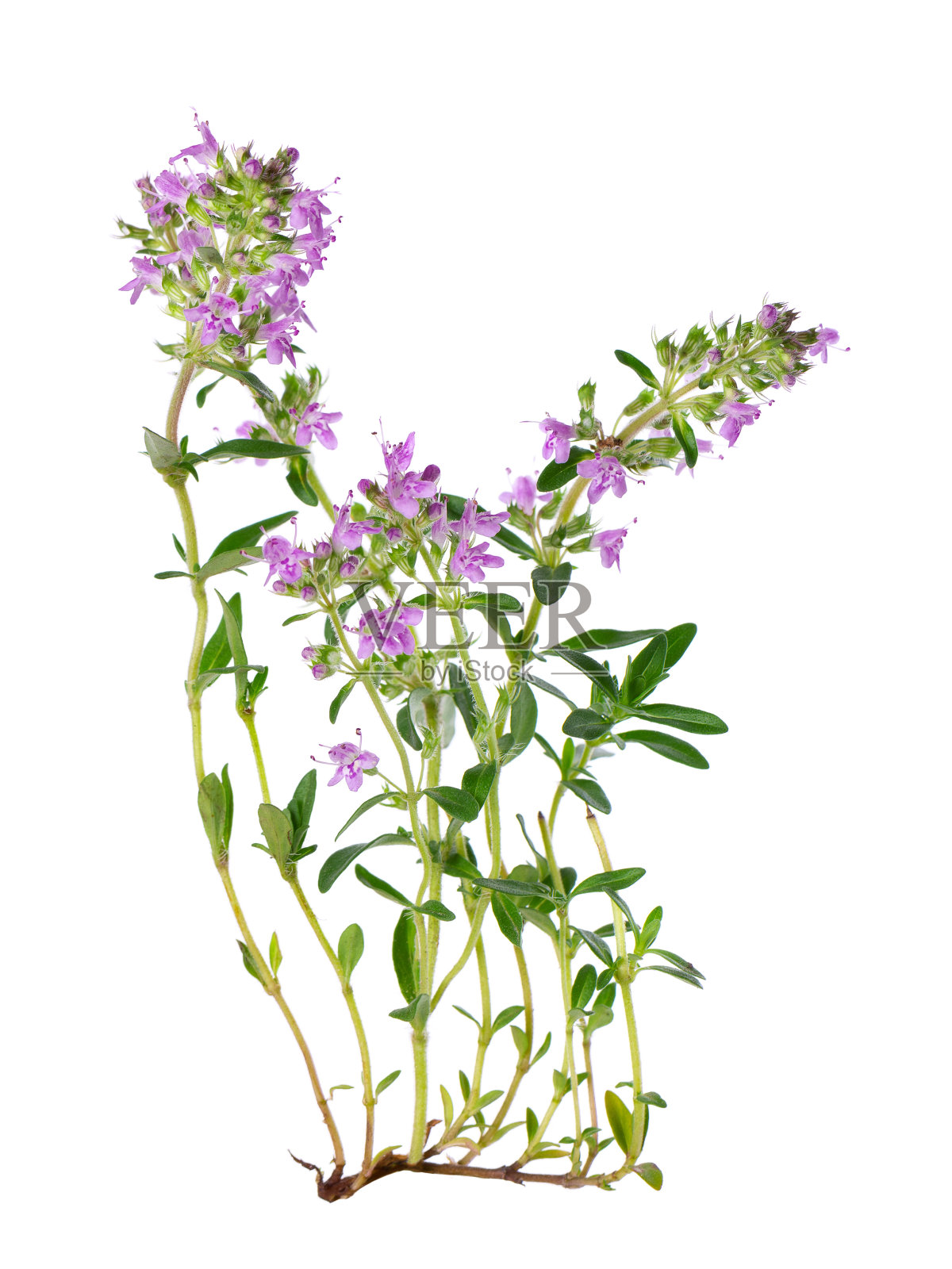 野生百里香花，孤立在白色背景上。胸腺serpyllum的开花小枝。照片摄影图片