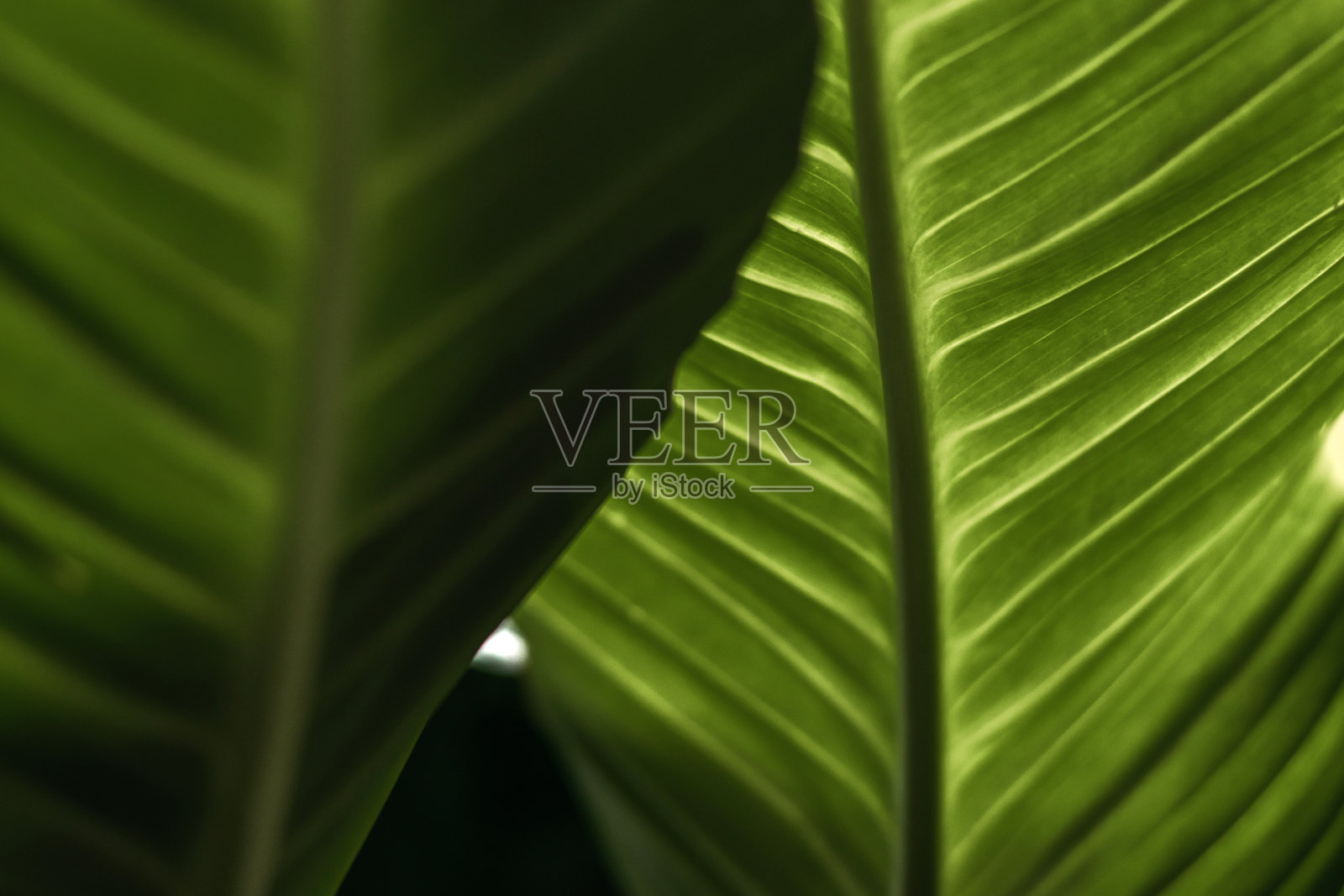 绿叶的特写。抽象的自然背景。都市丛林的概念。生态设计照片摄影图片