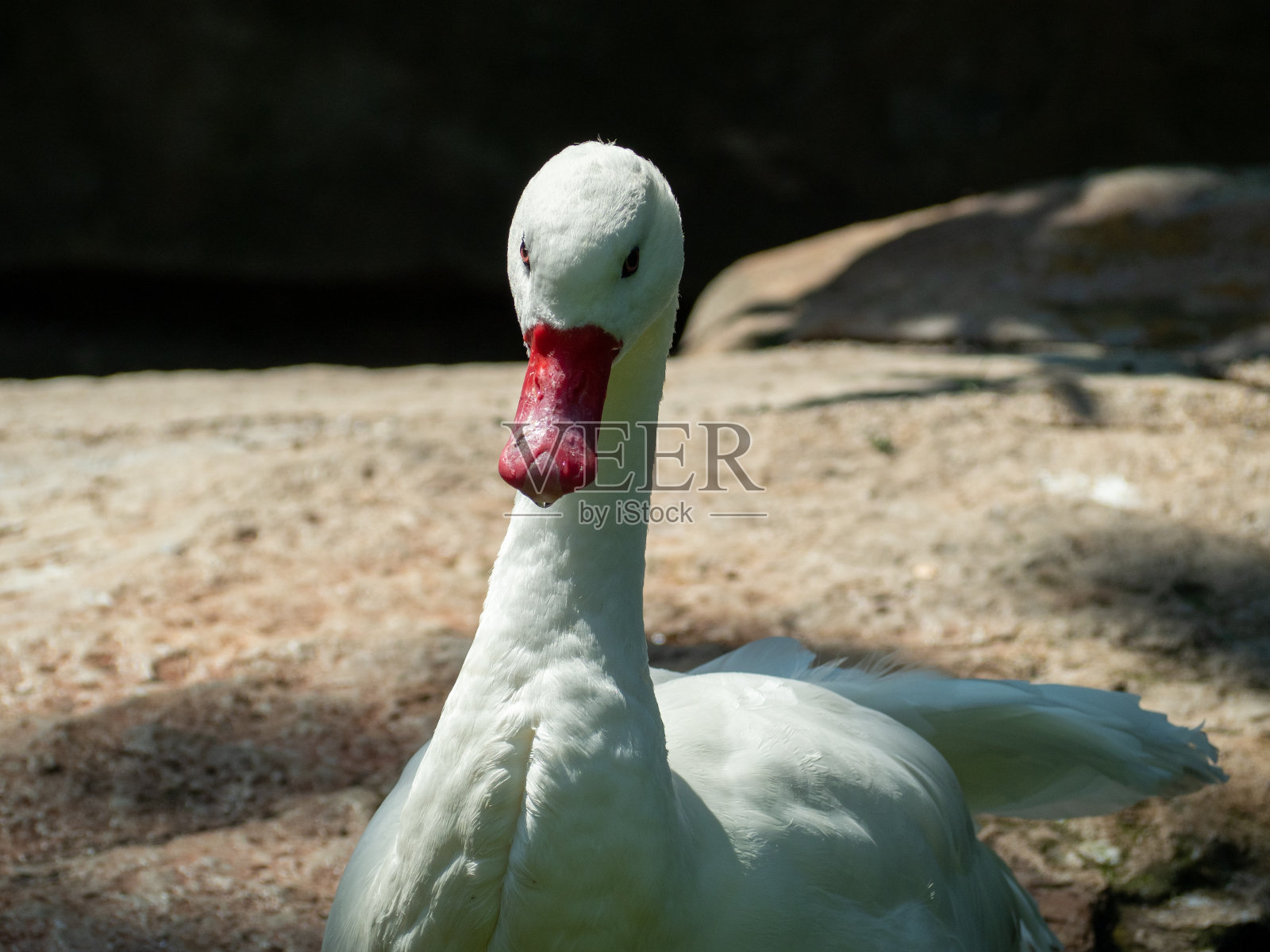白鹅的肖像。照片摄影图片