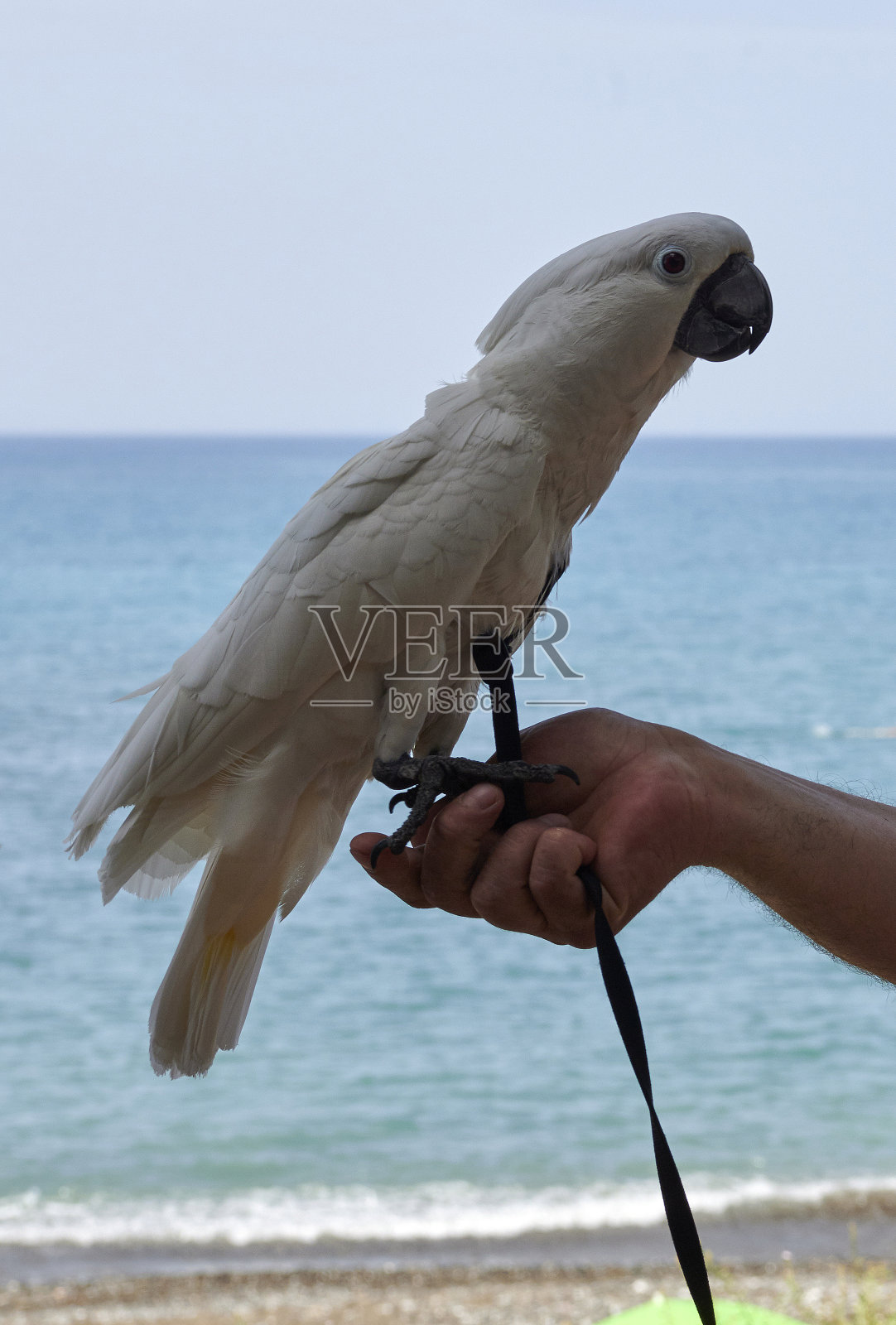 凤头鹦鹉照片摄影图片
