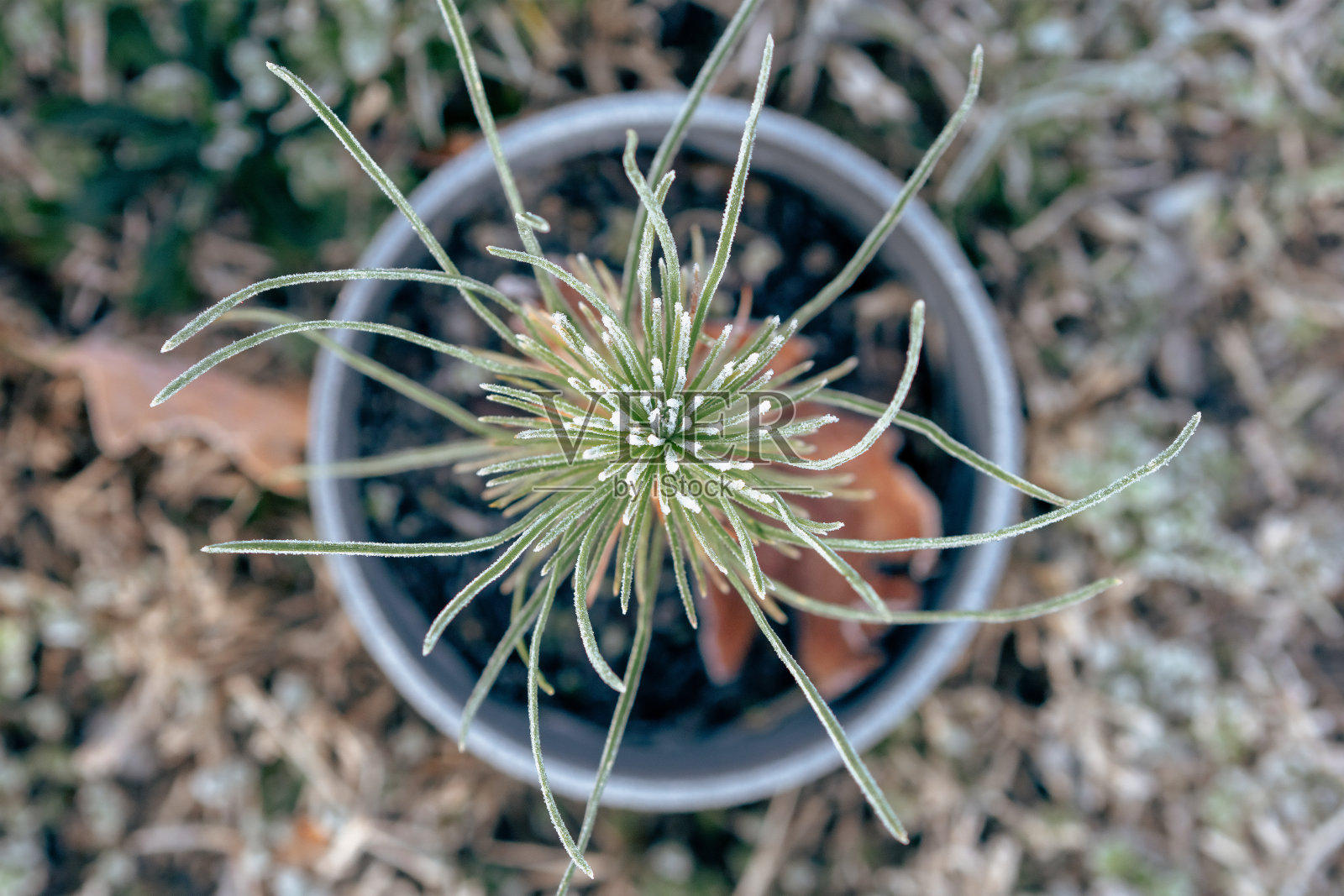 冰冻的松树照片摄影图片