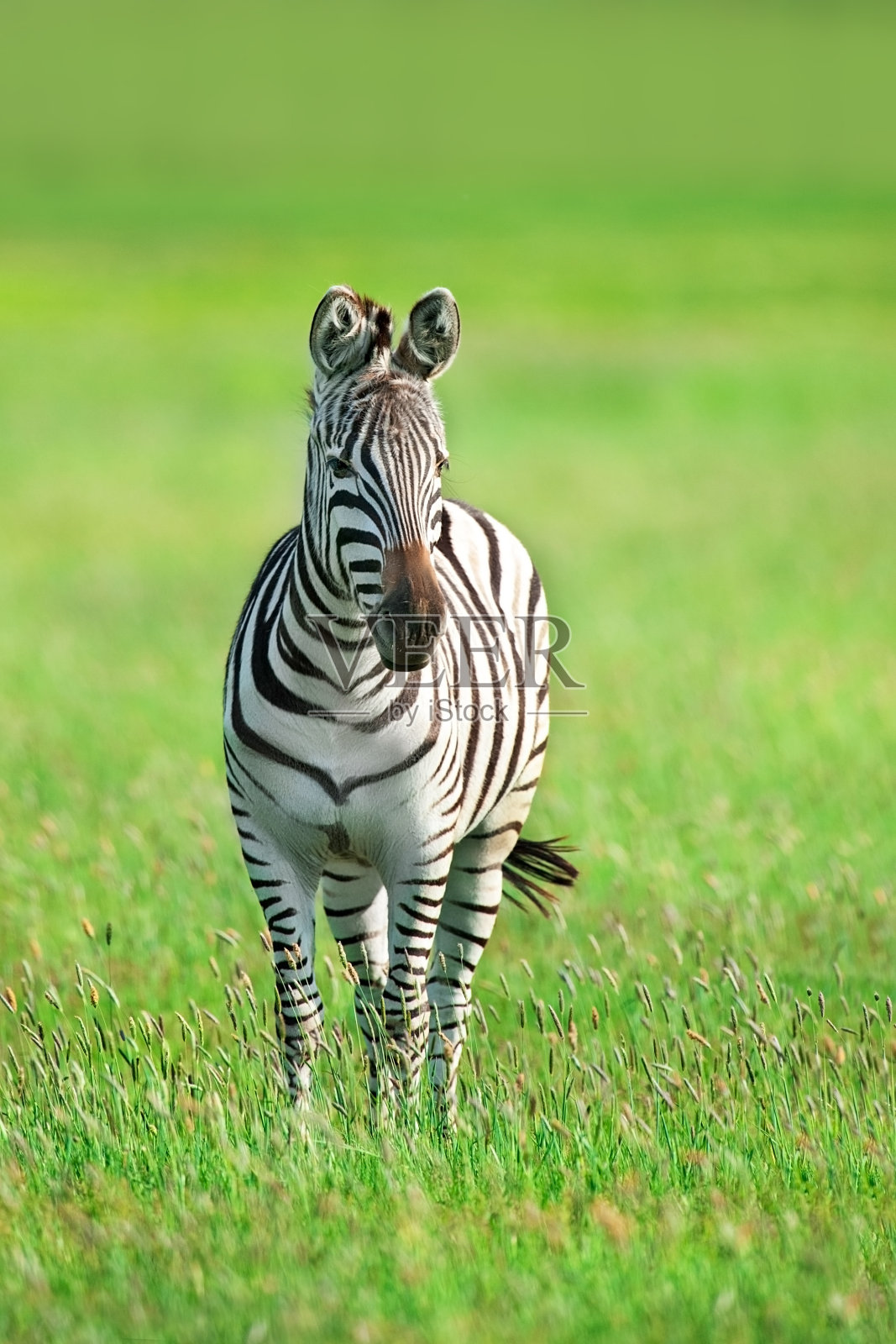 斑马特写肖像照片摄影图片