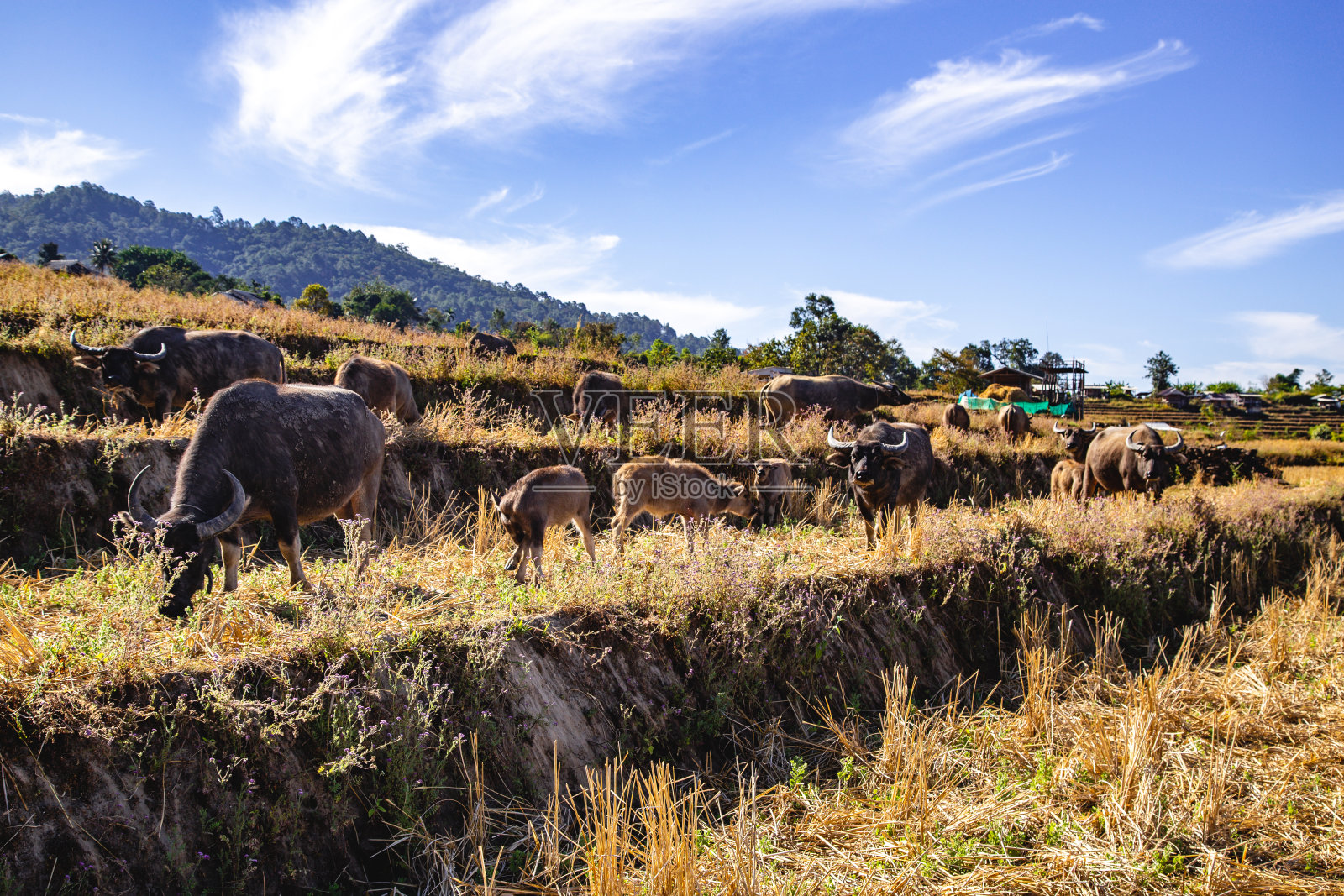 泰国清迈茵他侬国家公园班帕邦皮昂梯田风光照片摄影图片
