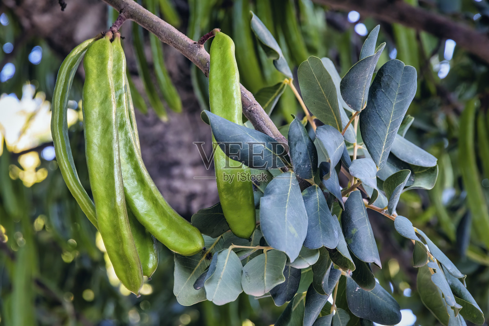 长在角豆树上的角豆特写照片摄影图片