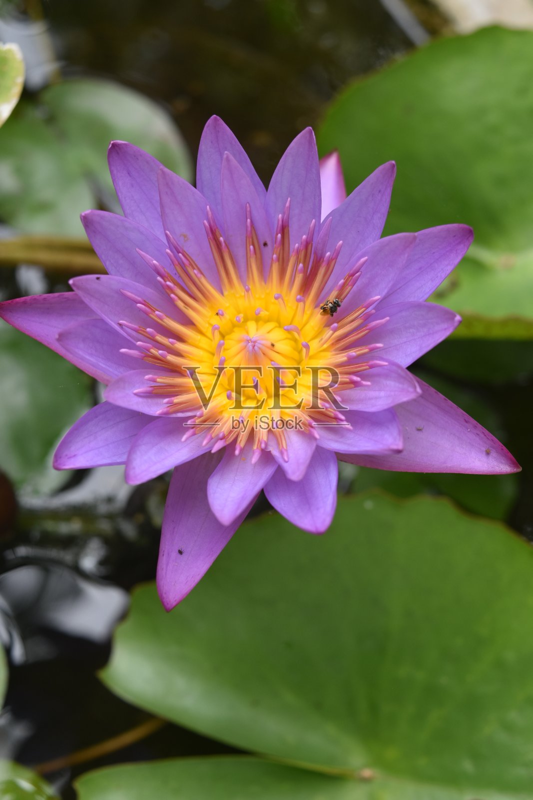 水百合夏花照片摄影图片