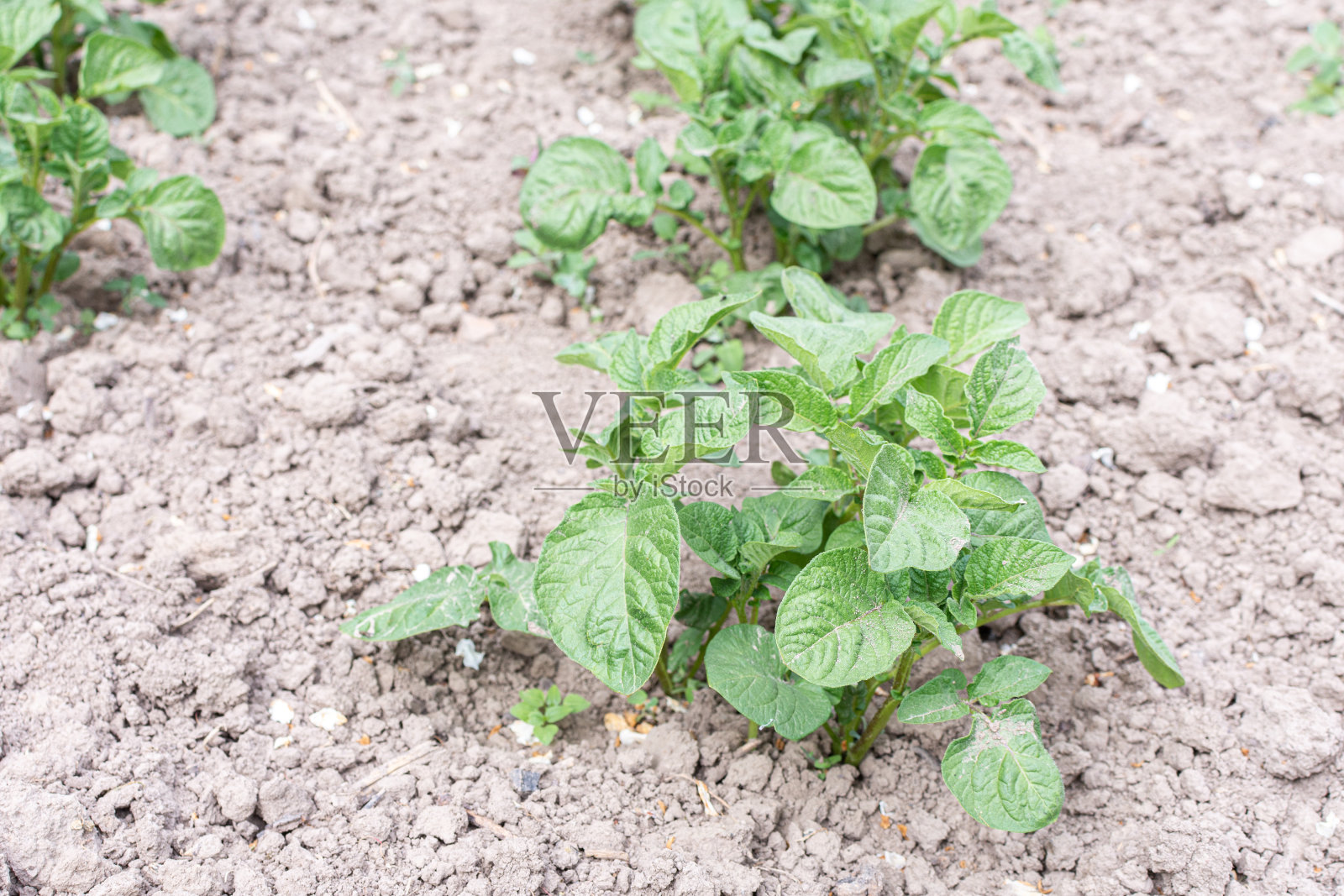 马铃薯幼苗的绿叶照片摄影图片