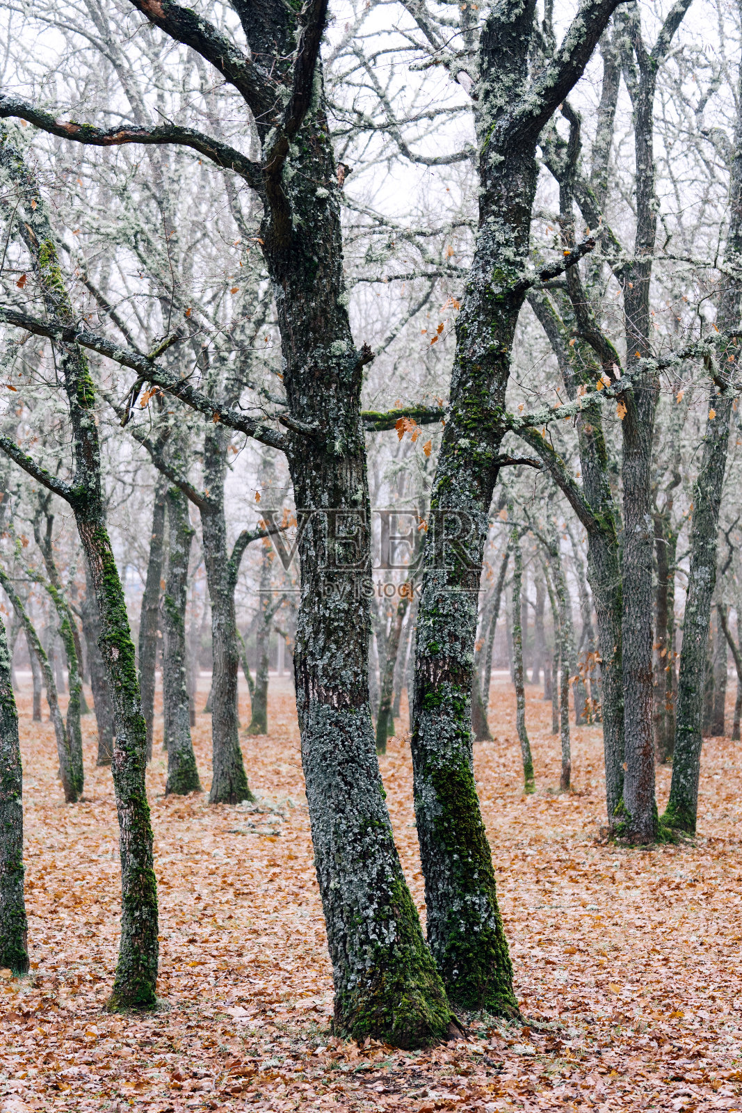 冬天雾天的橡树林照片摄影图片