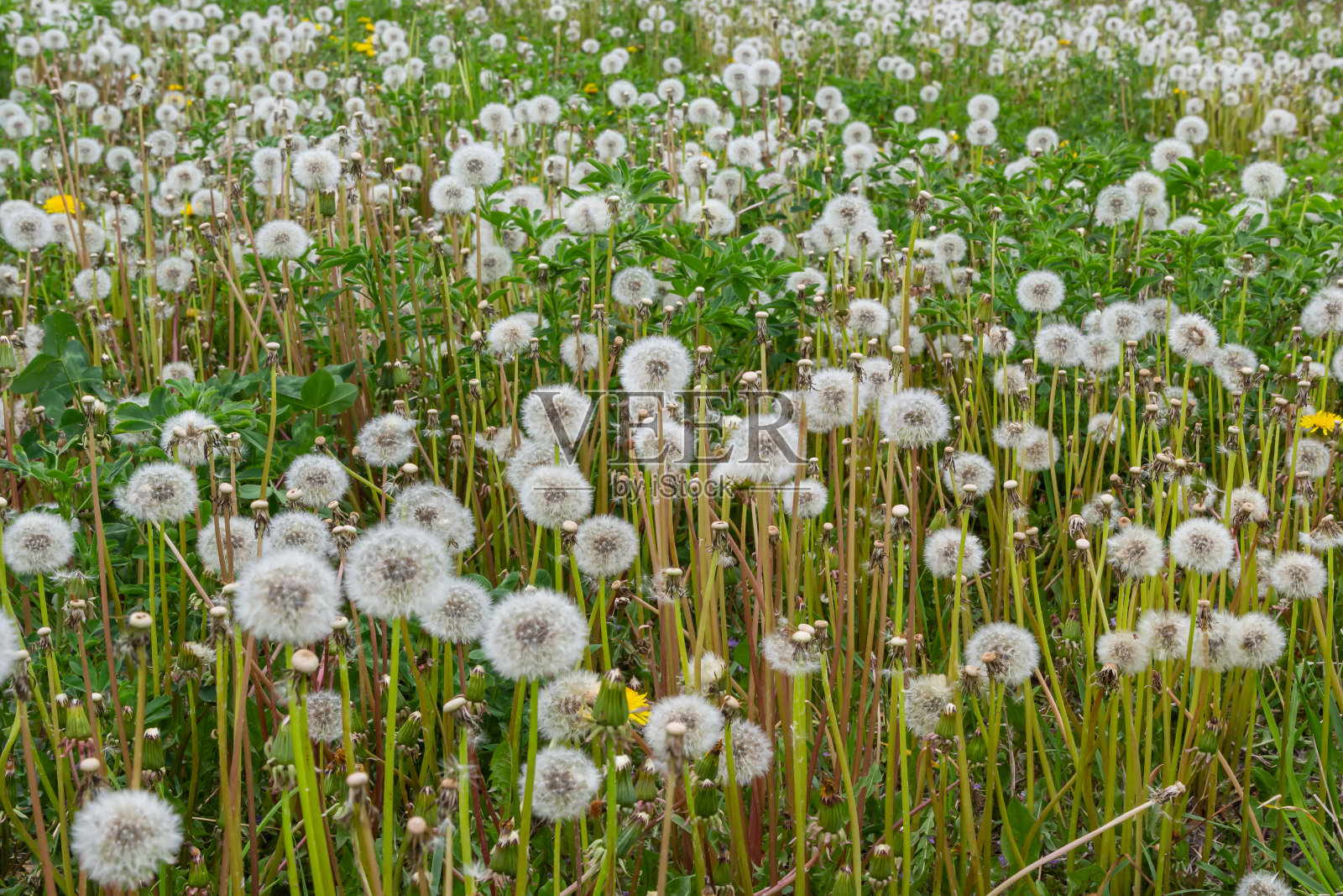 蒲公英植株在长茎上的球状物。吹着蒲公英钟的白色种子在夏季草地模糊的绿色背景上。绒毛质地的白色蒲公英花特写照片摄影图片
