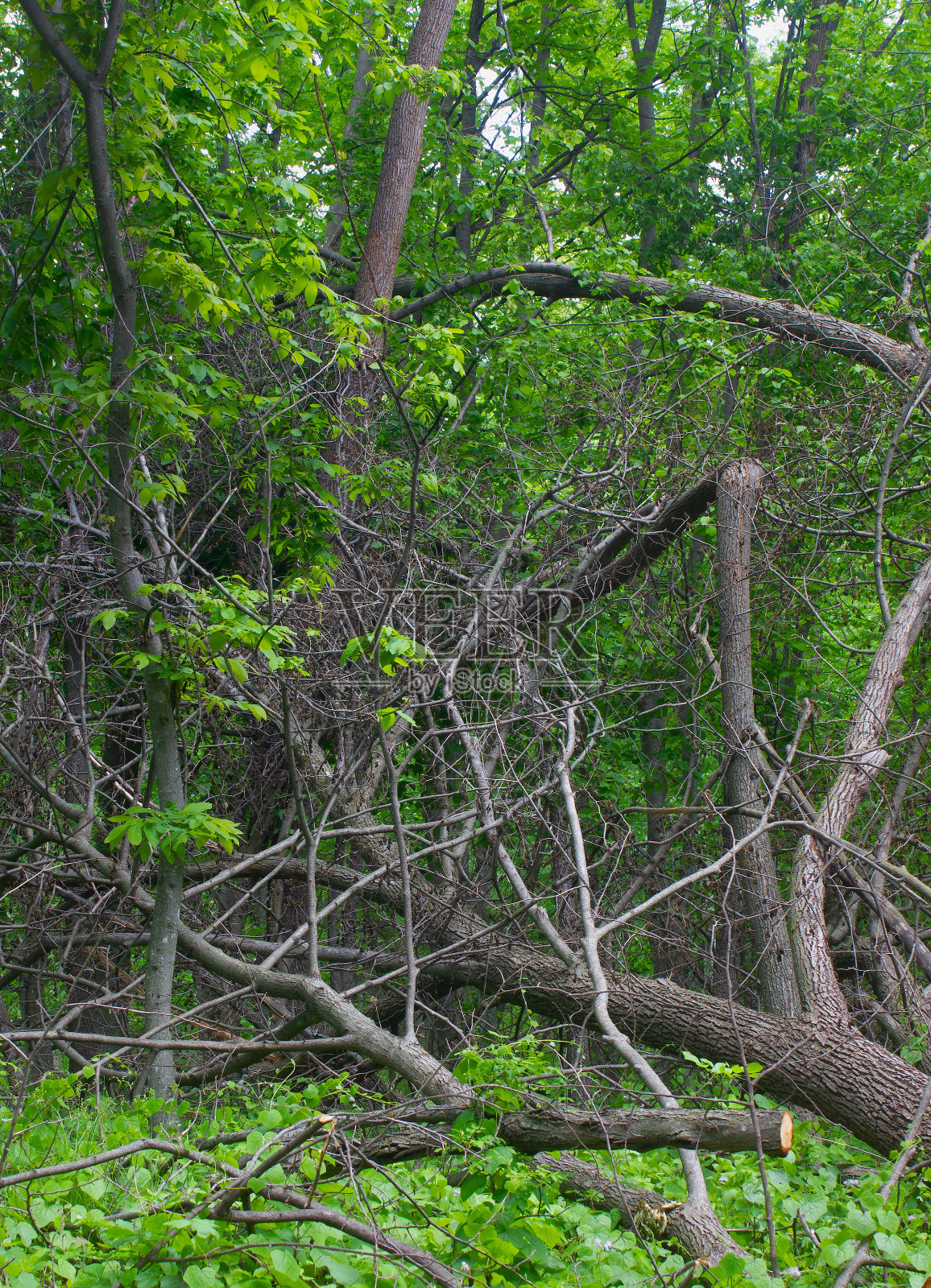 森林中倒下的树木照片摄影图片