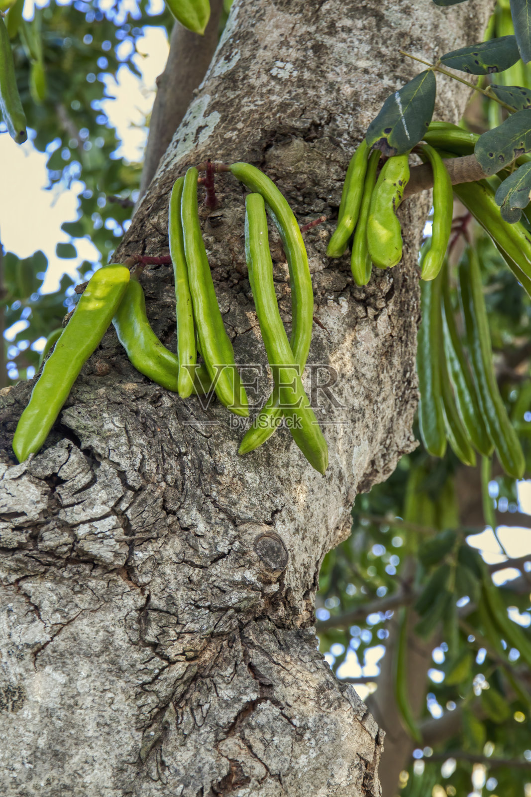 角豆树的树干照片摄影图片