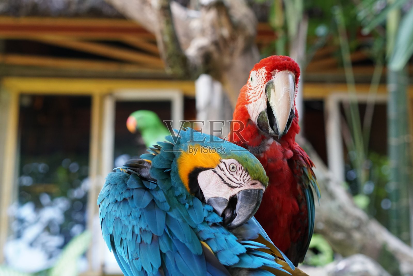 鹦鹉照片摄影图片