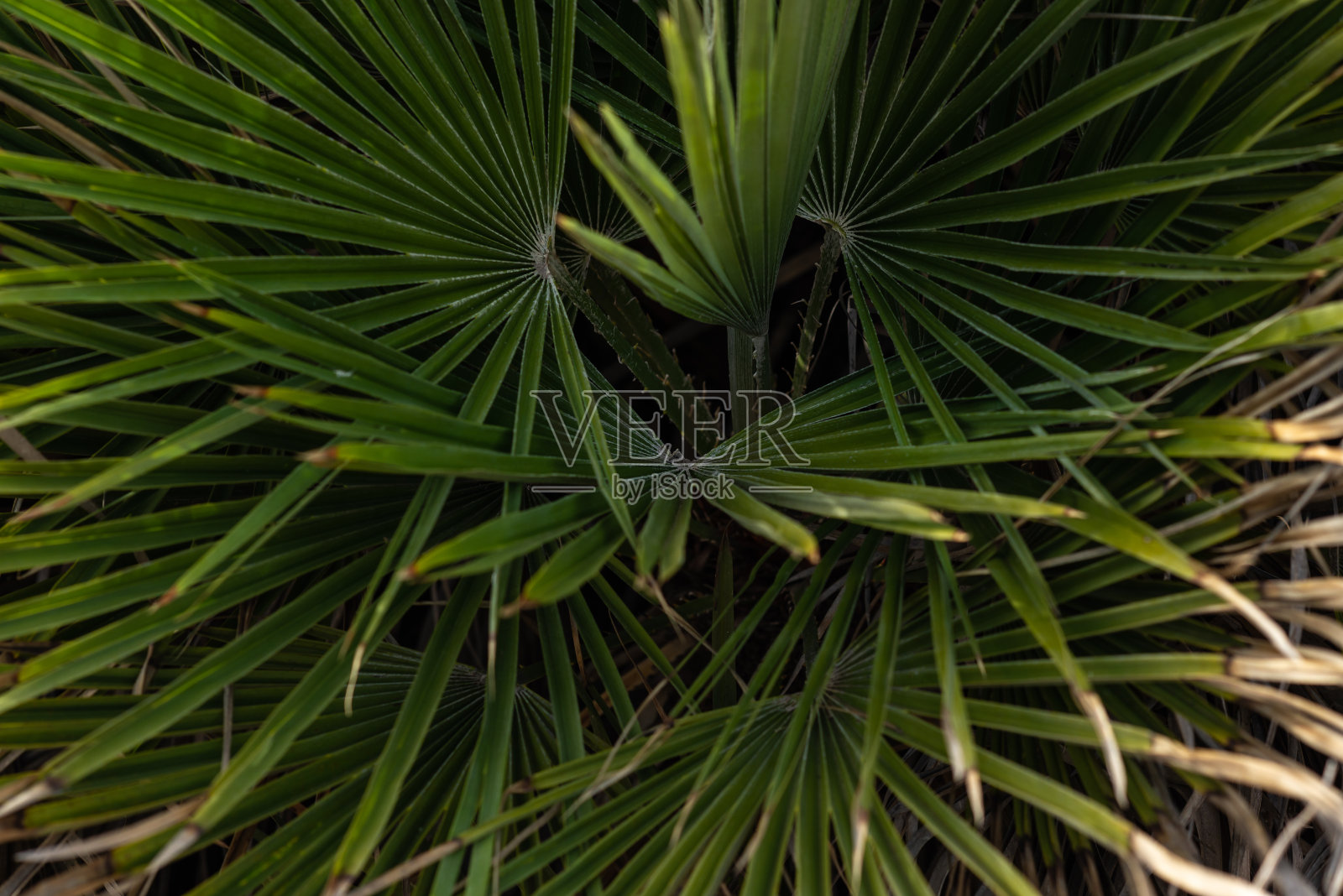 棕榈叶模式。照片摄影图片