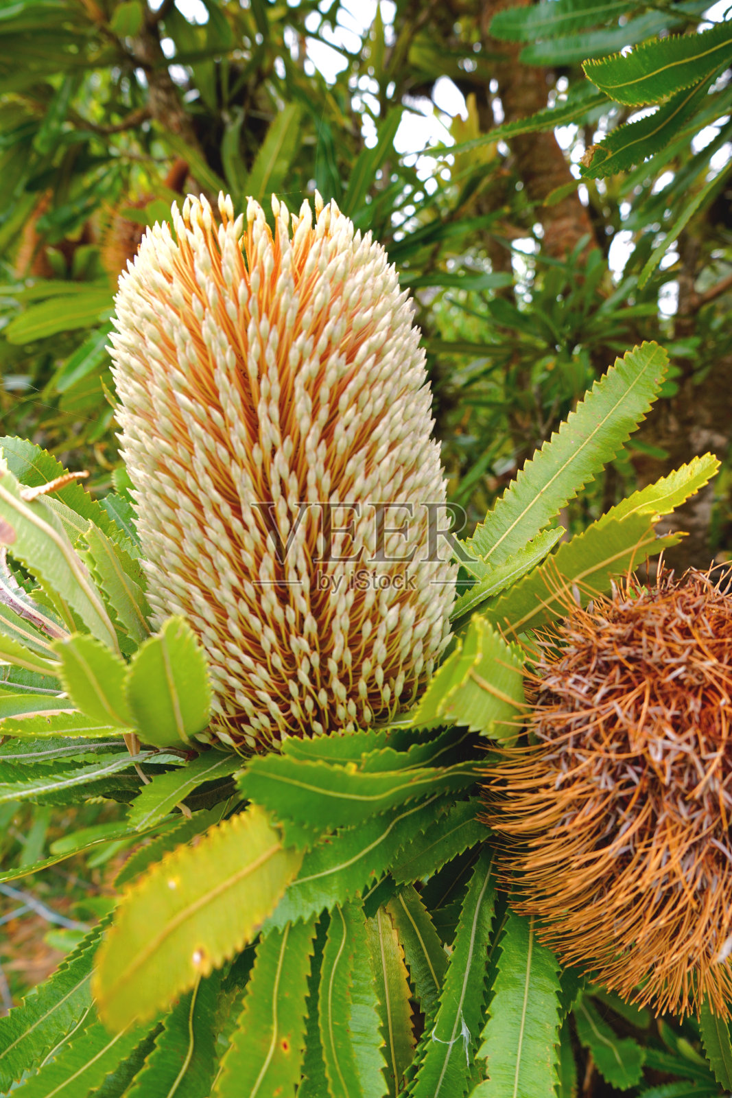 Pambula、新南威尔士、澳大利亚照片摄影图片