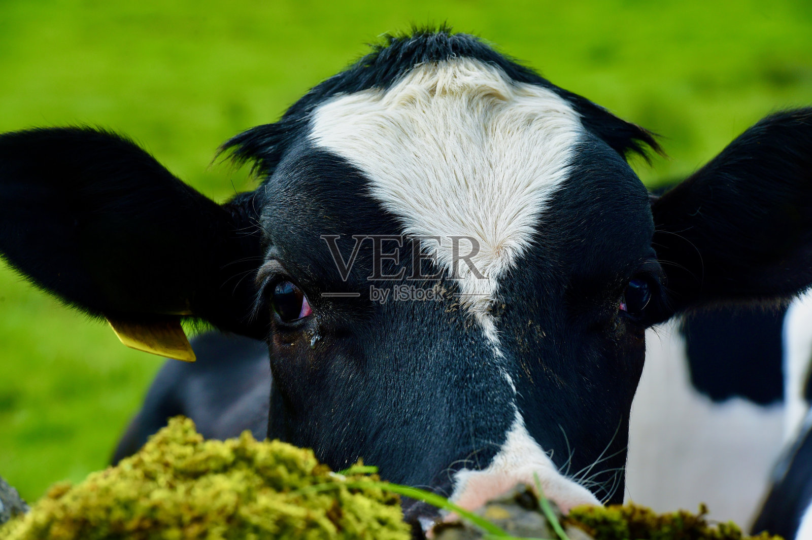 牛照片摄影图片