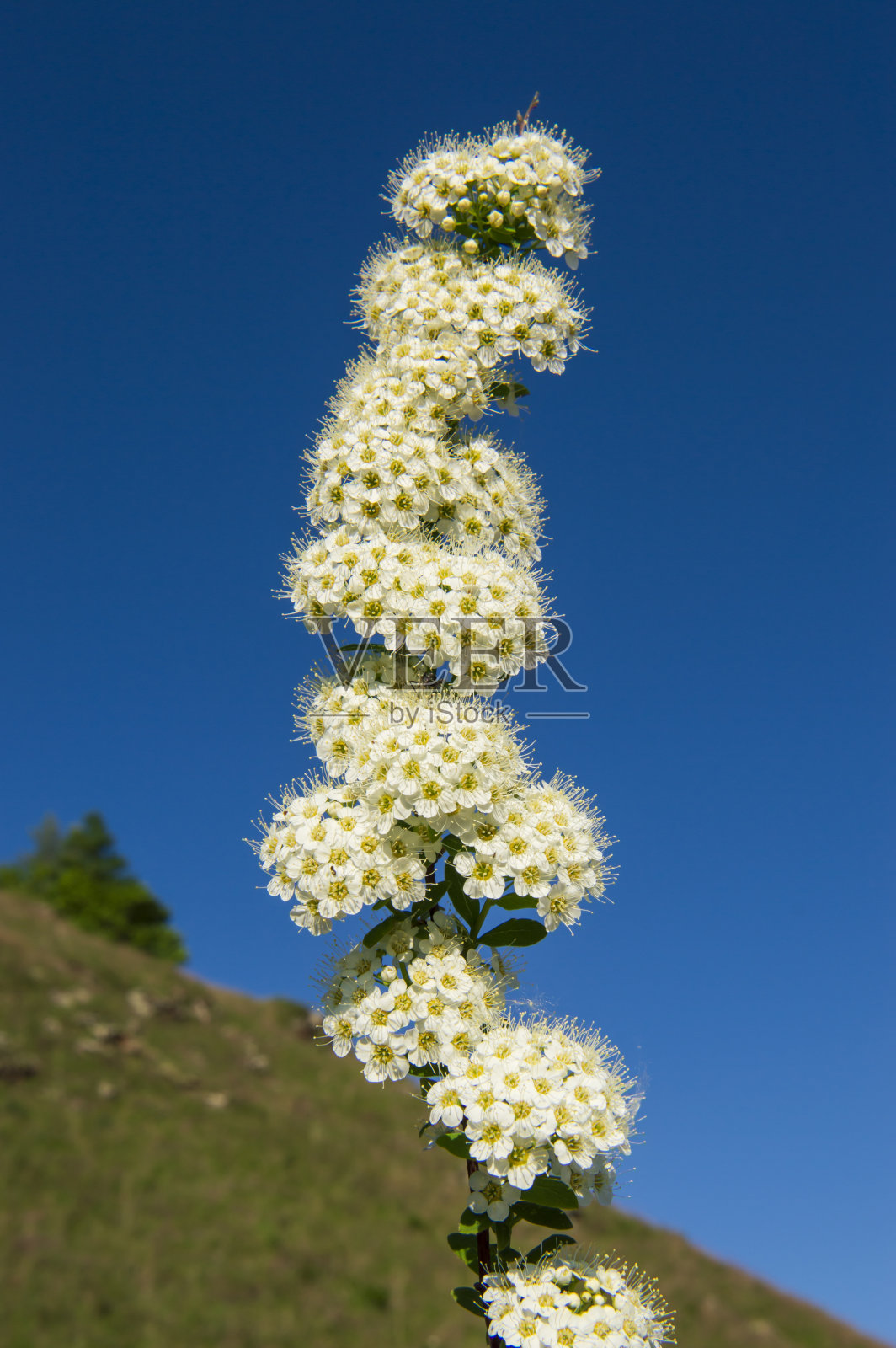 蓝色背景上的白色绣线菊照片摄影图片