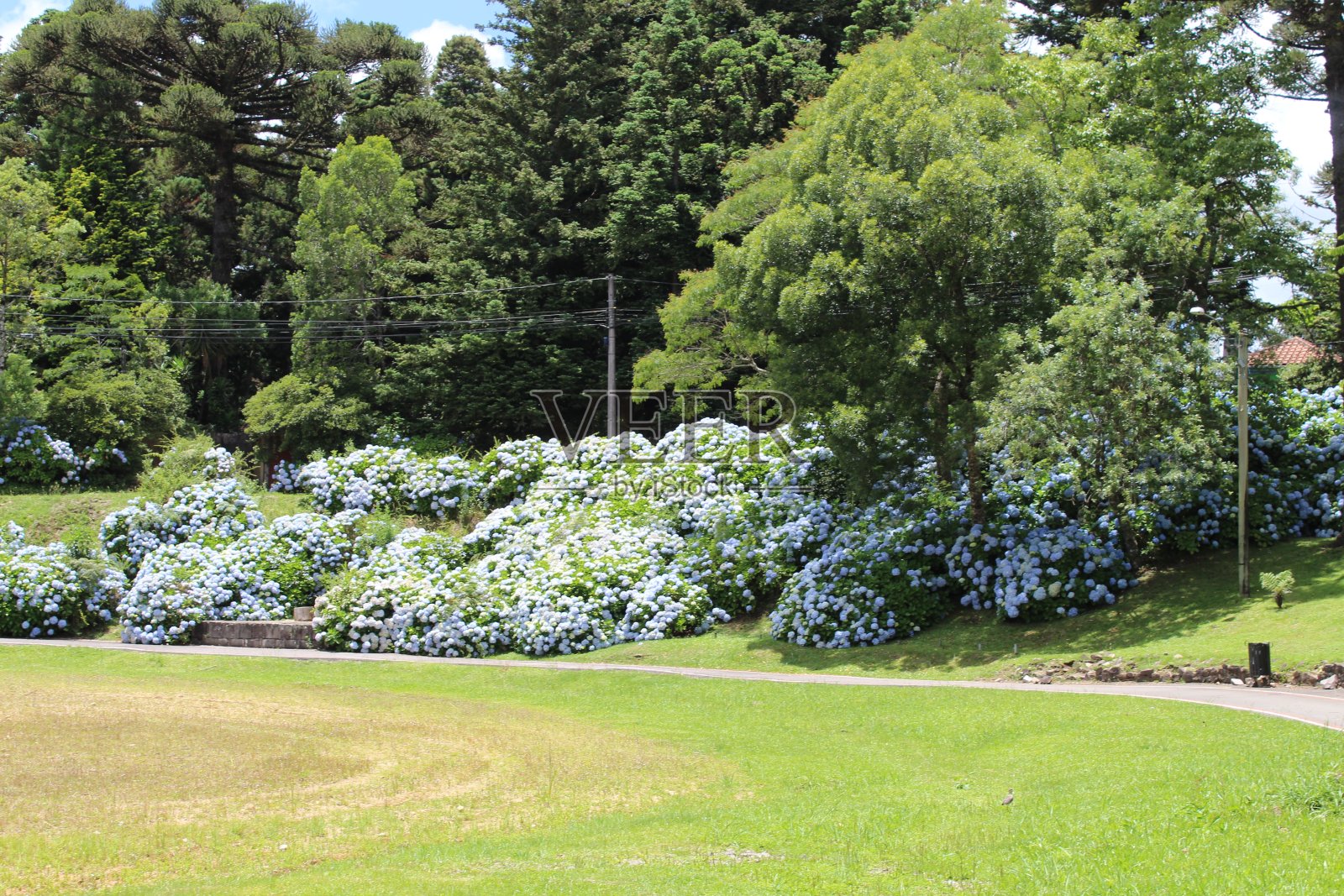 绣球花的公园照片摄影图片