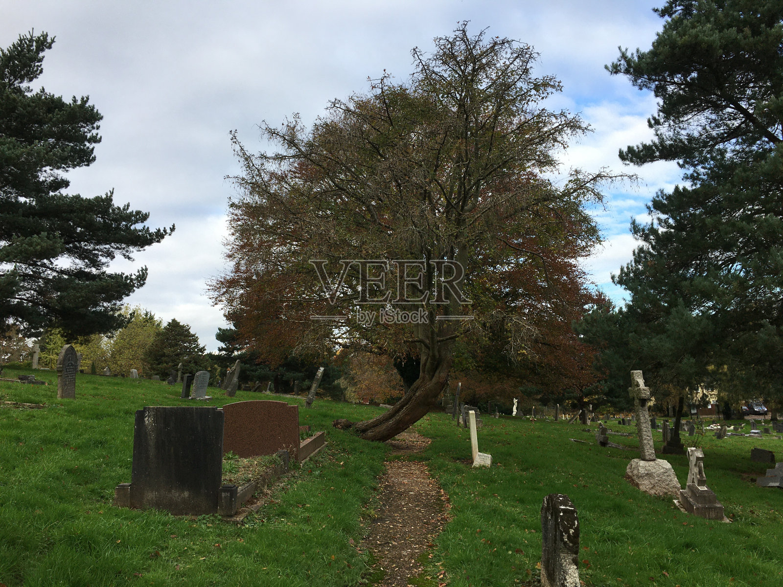 金链(金链)-树照片摄影图片