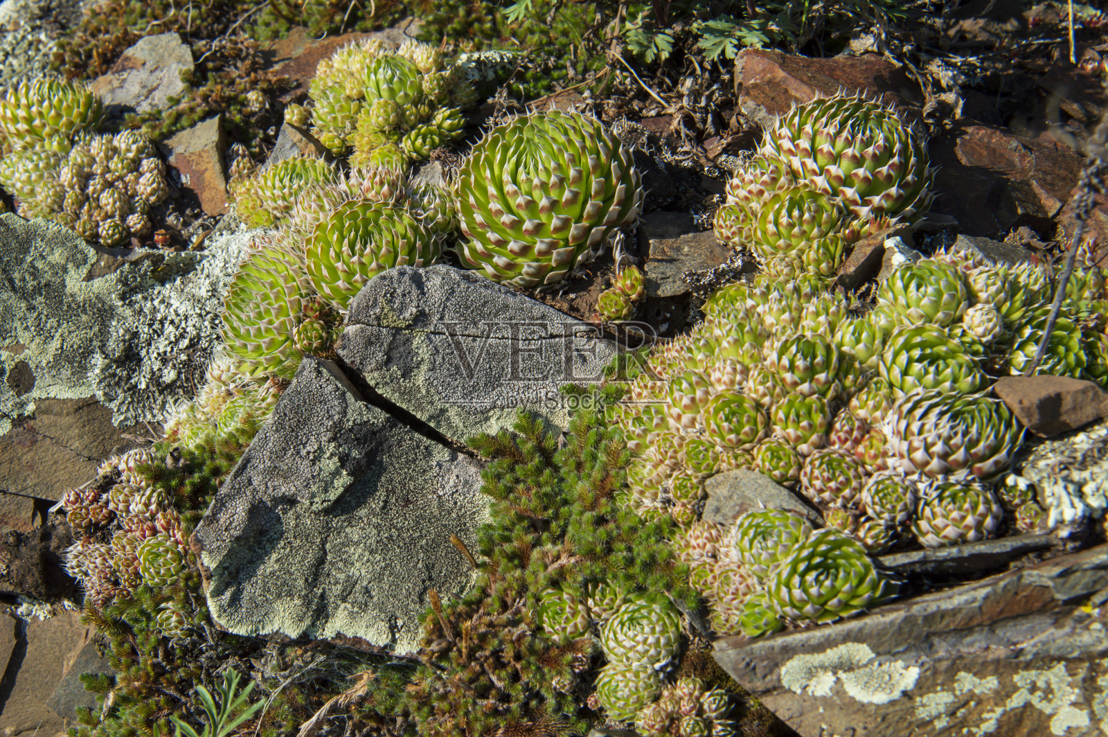 青菜在岩石上照片摄影图片
