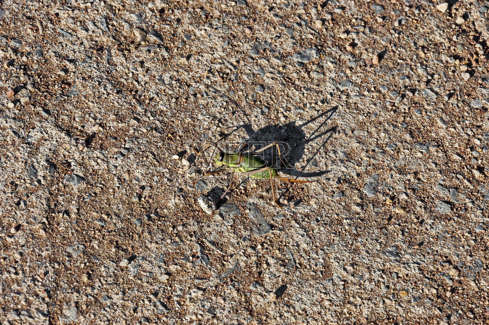 卡蒂娜村石头街上一只绿蚱蜢或灰Gryllus的宏观照片照片摄影图片