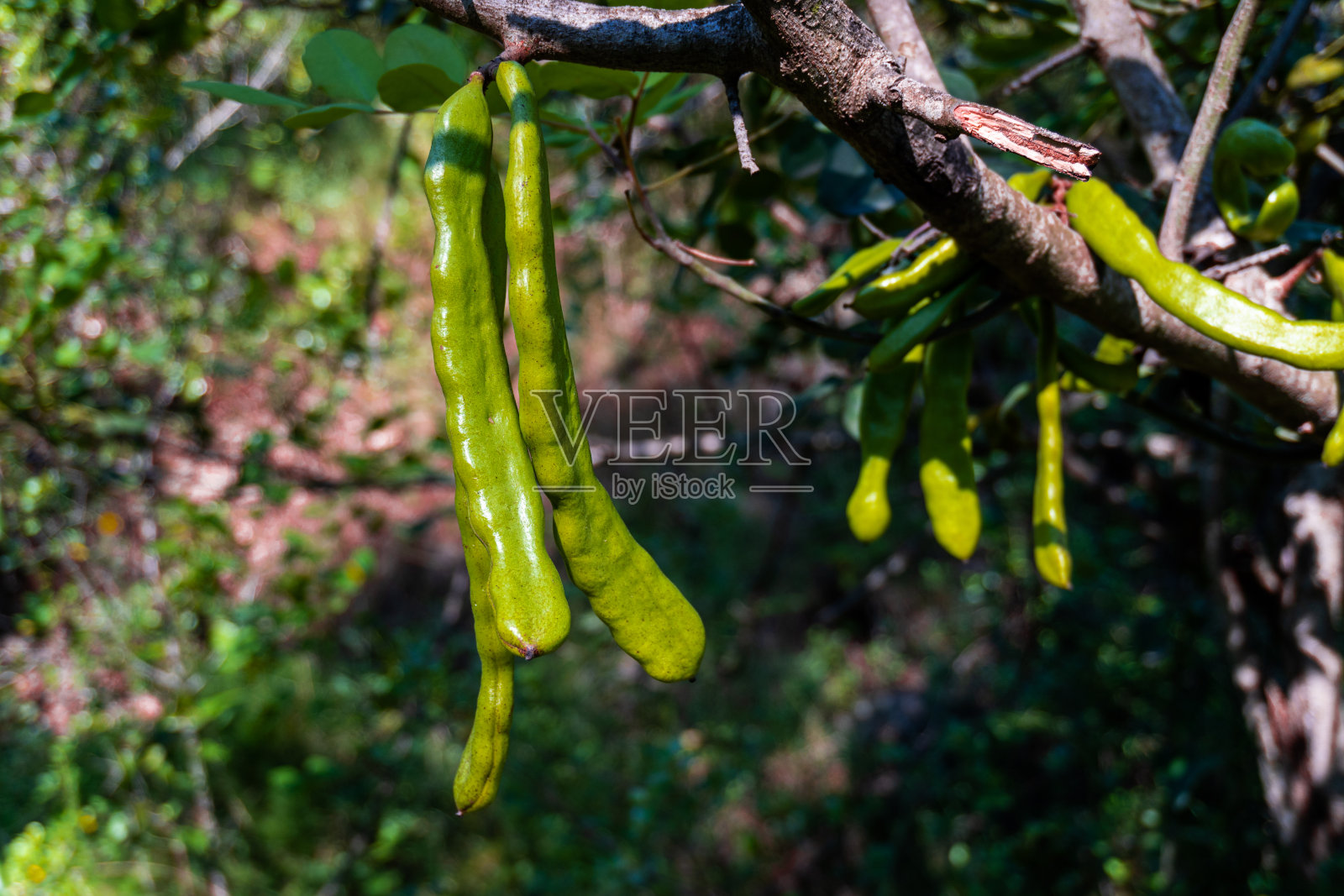 青豆在阳光下成熟照片摄影图片